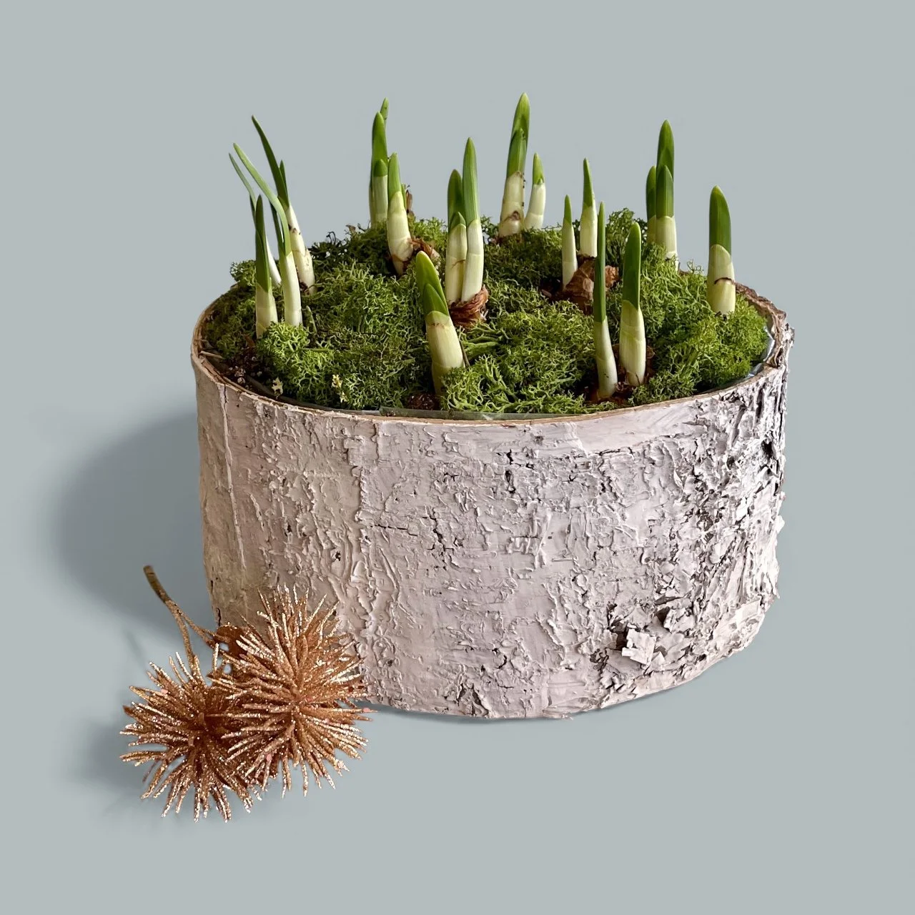 Paperwhite Tabletop Gardens