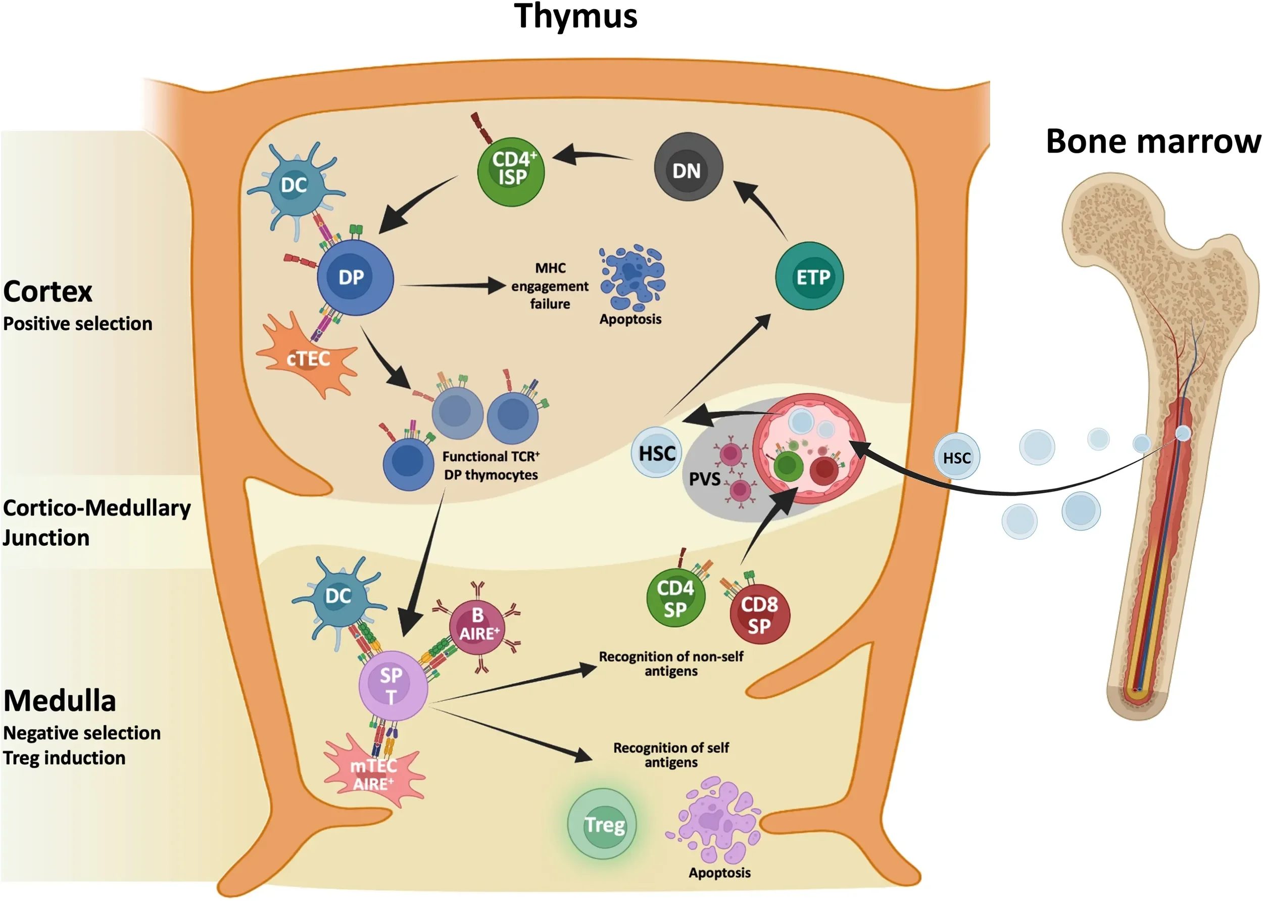 Diagram of immune response in the thymus, bone marrow, cortex, medulla, and corticomedullary junction, showing different immune cells and processes.