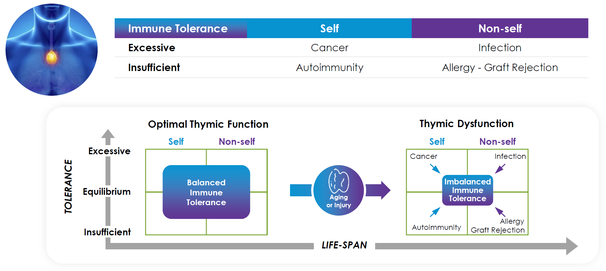 Diagram explaining immune tolerance, self and non-self recognition, thymic function, and immune imbalance related to aging or injury.