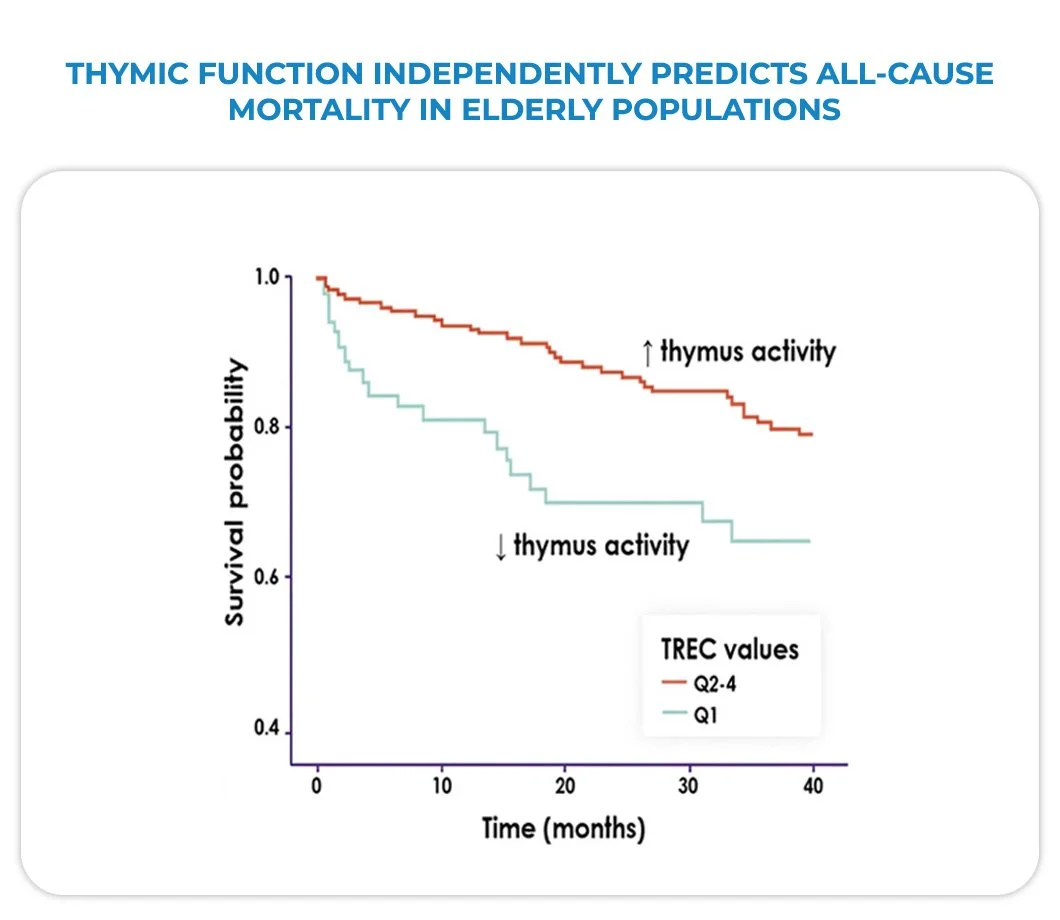Graph showing that increased thymus activity correlates with higher survival probability in elderly populations over time, with two lines representing different TREC values.