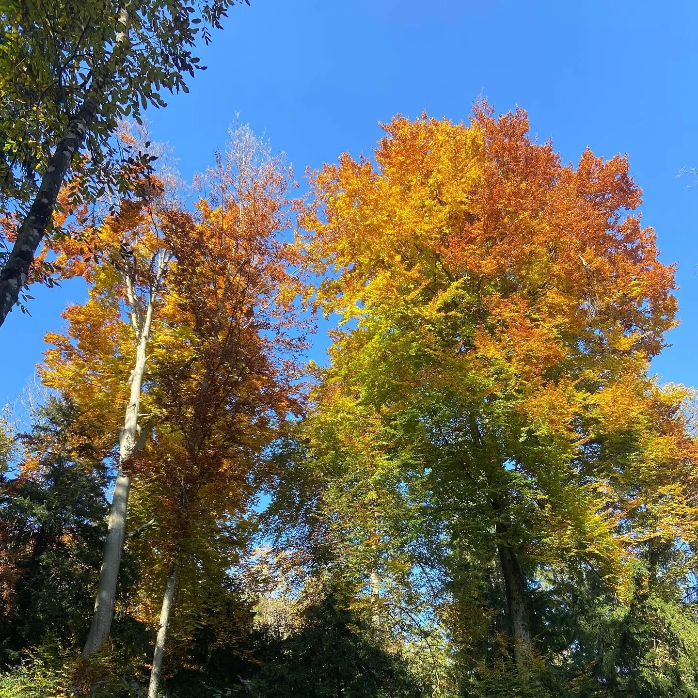 Fall in love with fall 🍂
A time of colorful refinement 💛
It&rsquo;s all part of nature&rsquo;s cyclical ways &mdash; the leaves on trees don&rsquo;t fight to leave, they fall away naturally in a soft surrender.
Breathe deep and be with you: look af