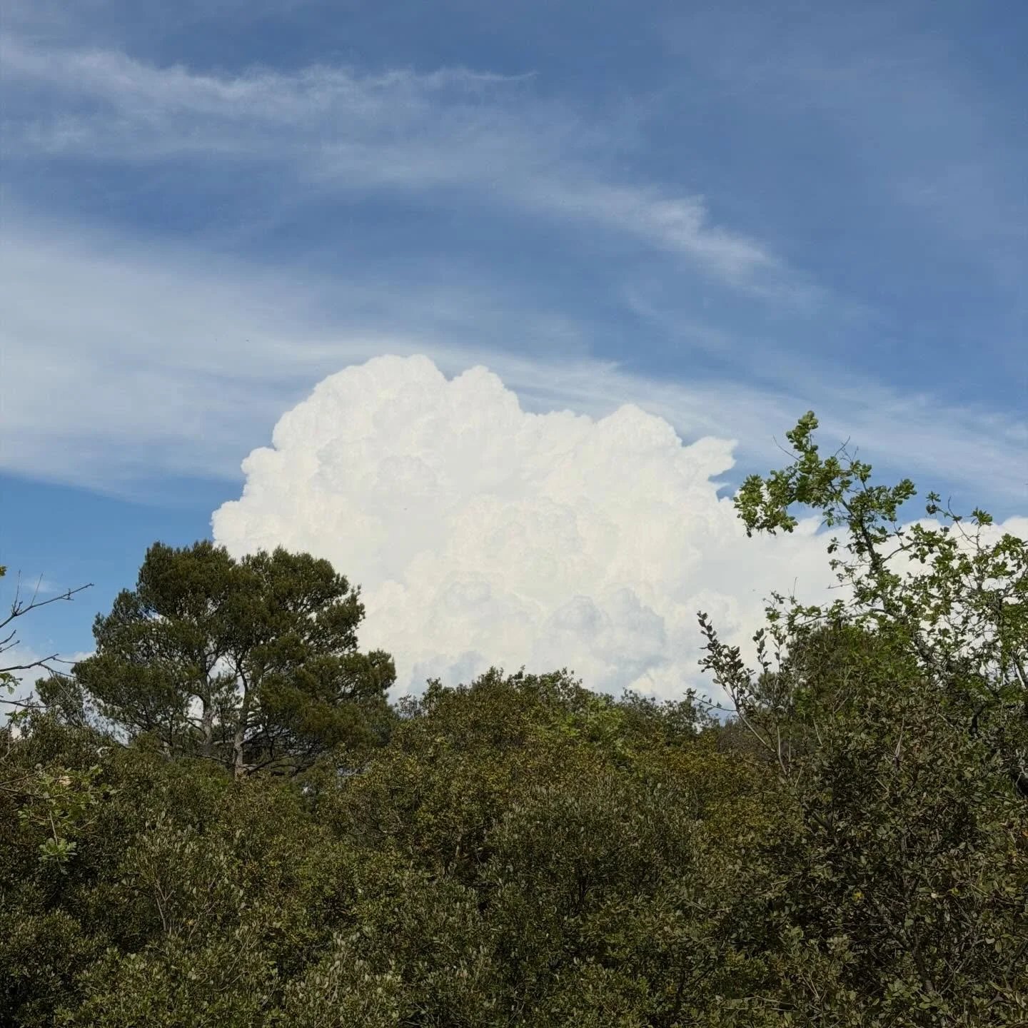 Mystical forests, landscapes and skies like paintings, ethereal surroundings, healing energy 💚

Some places truly are special, this is one of them. 10/10 recommend a visit to Luberon / Provence area.
That beautiful feminine energy radiates throughou