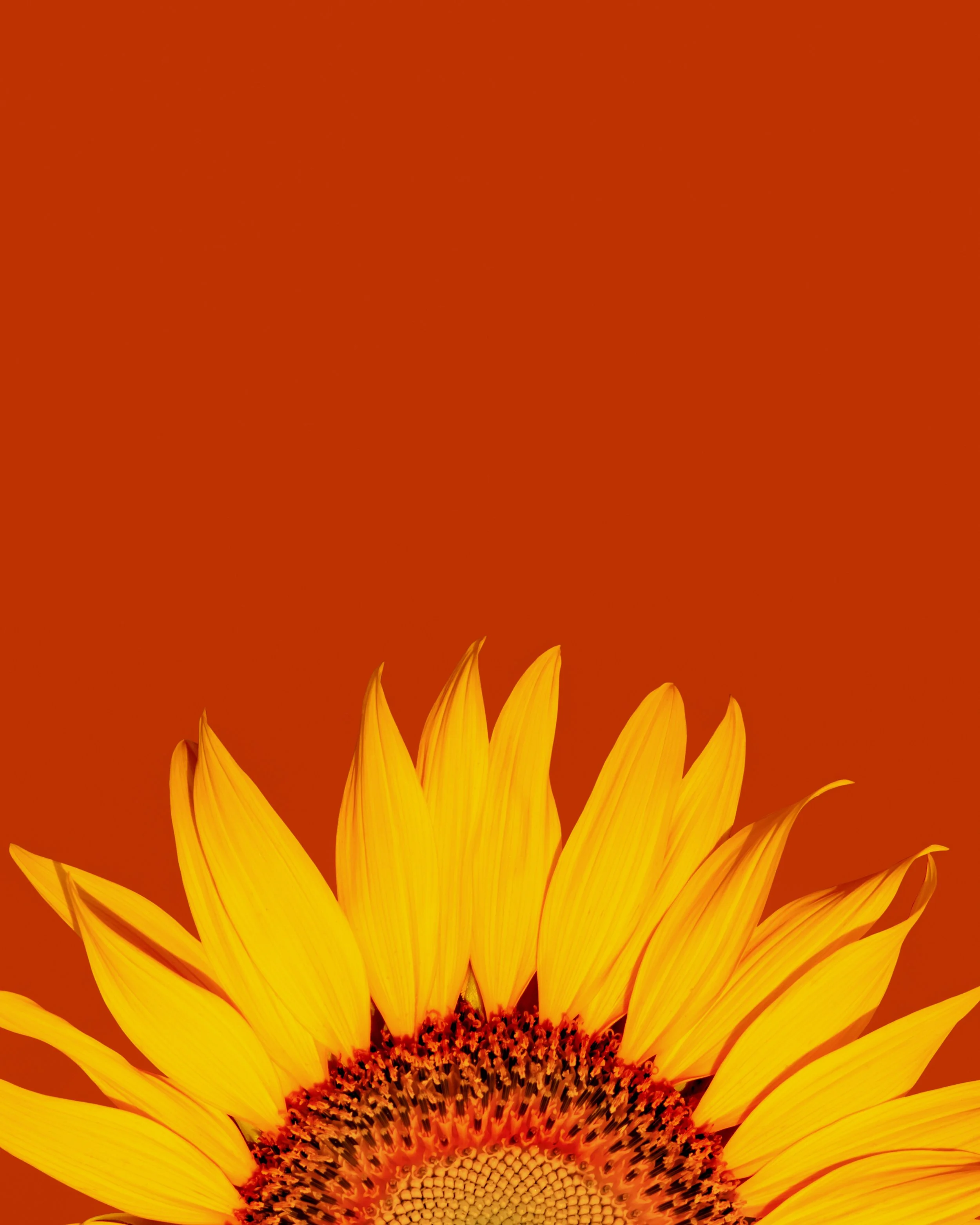 Close-up of a sunflower with yellow petals against a burnt orange background.