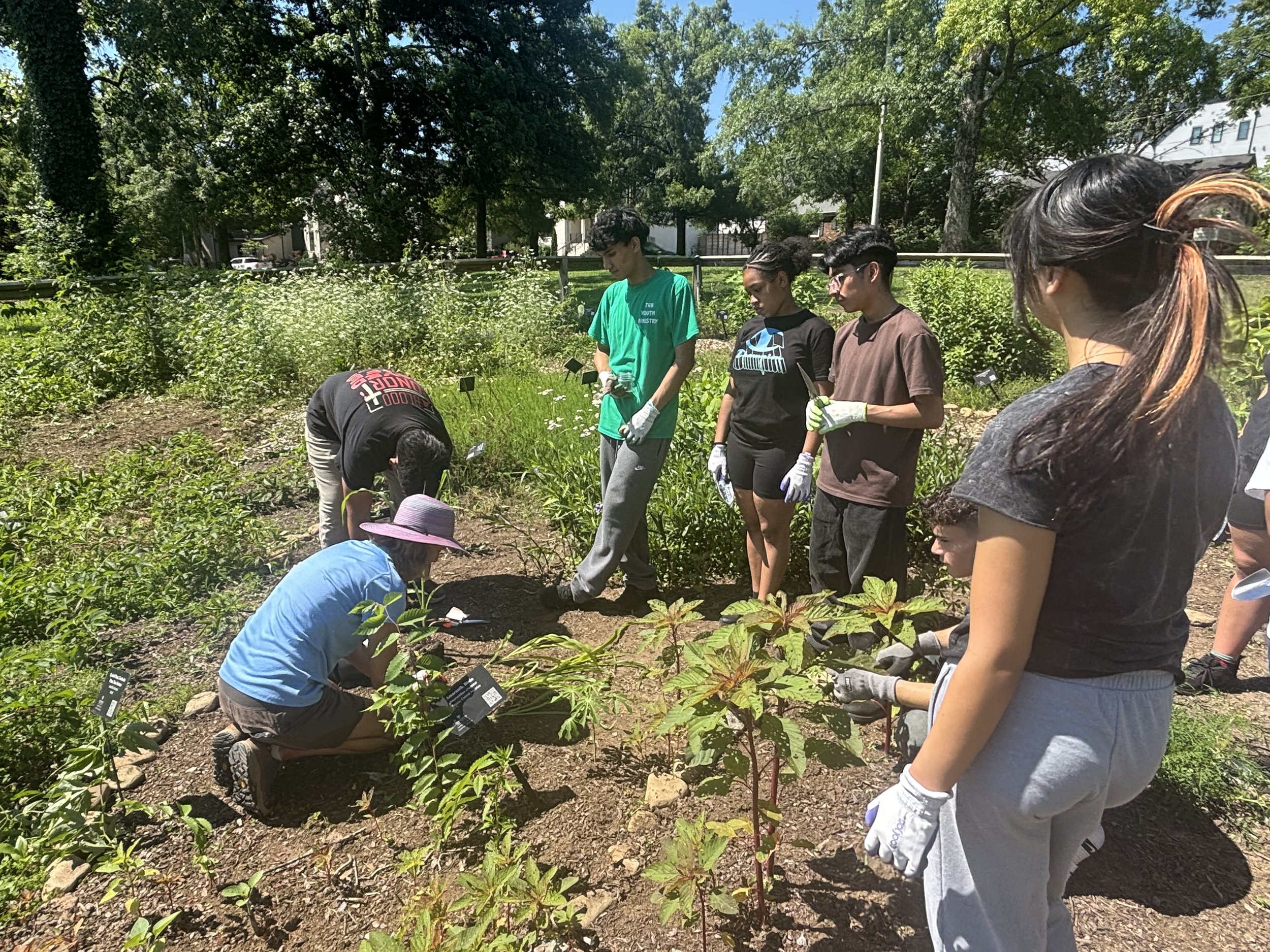 HYLA youth work together to plant and care for young plants in a sunny community garden.