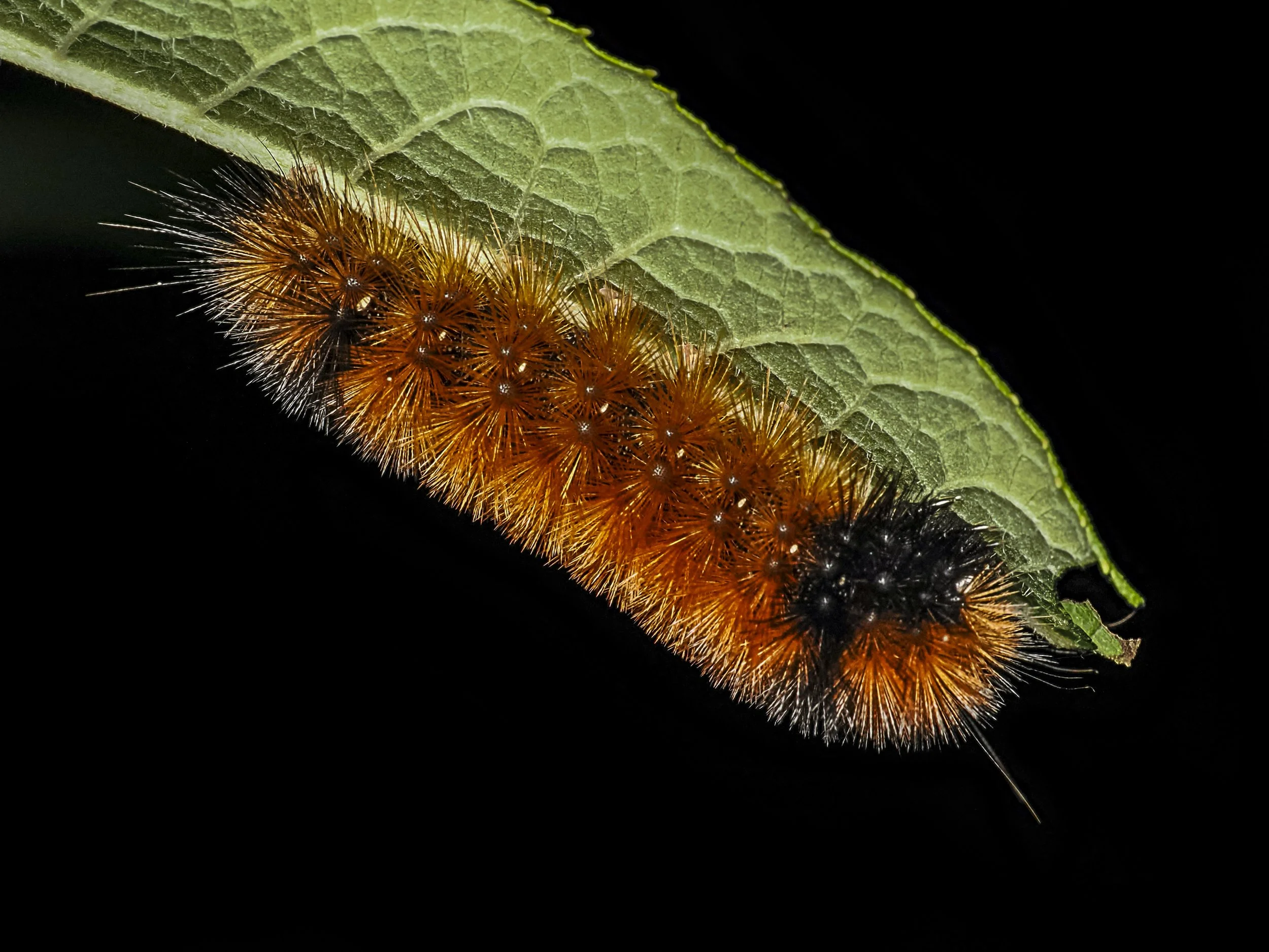 Lisa Cuchara L1760195.JPG