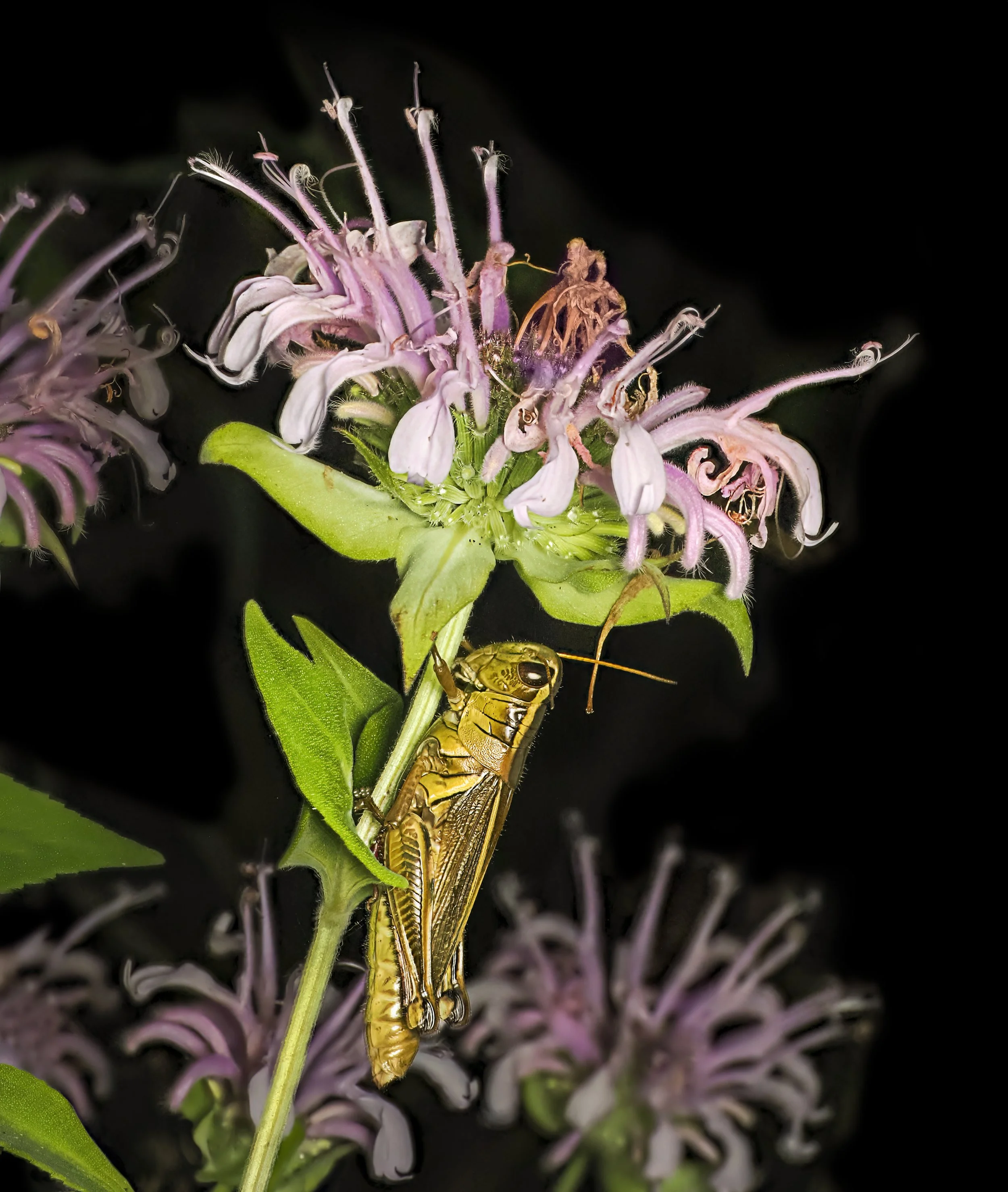 Lisa Cuchara L1760888.JPG