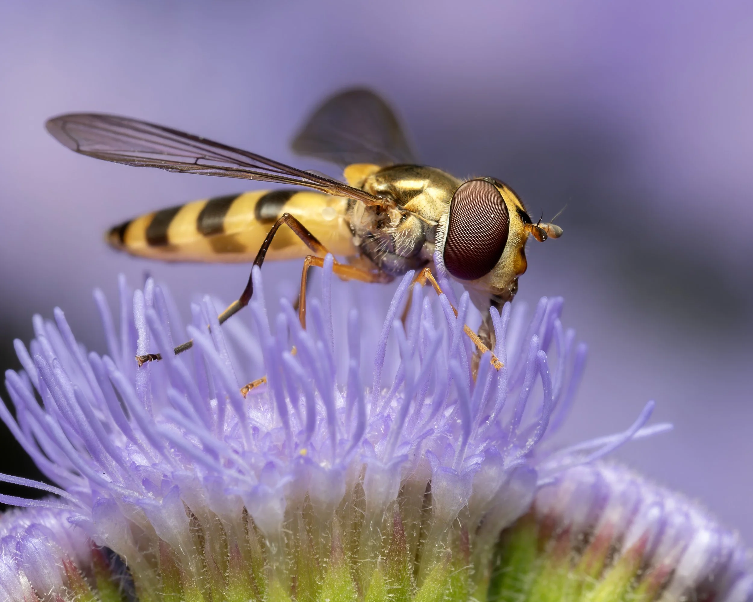 3698b_073124_174207_OM1M2T-177-DxO_DeepPRIME XD2s.JPG