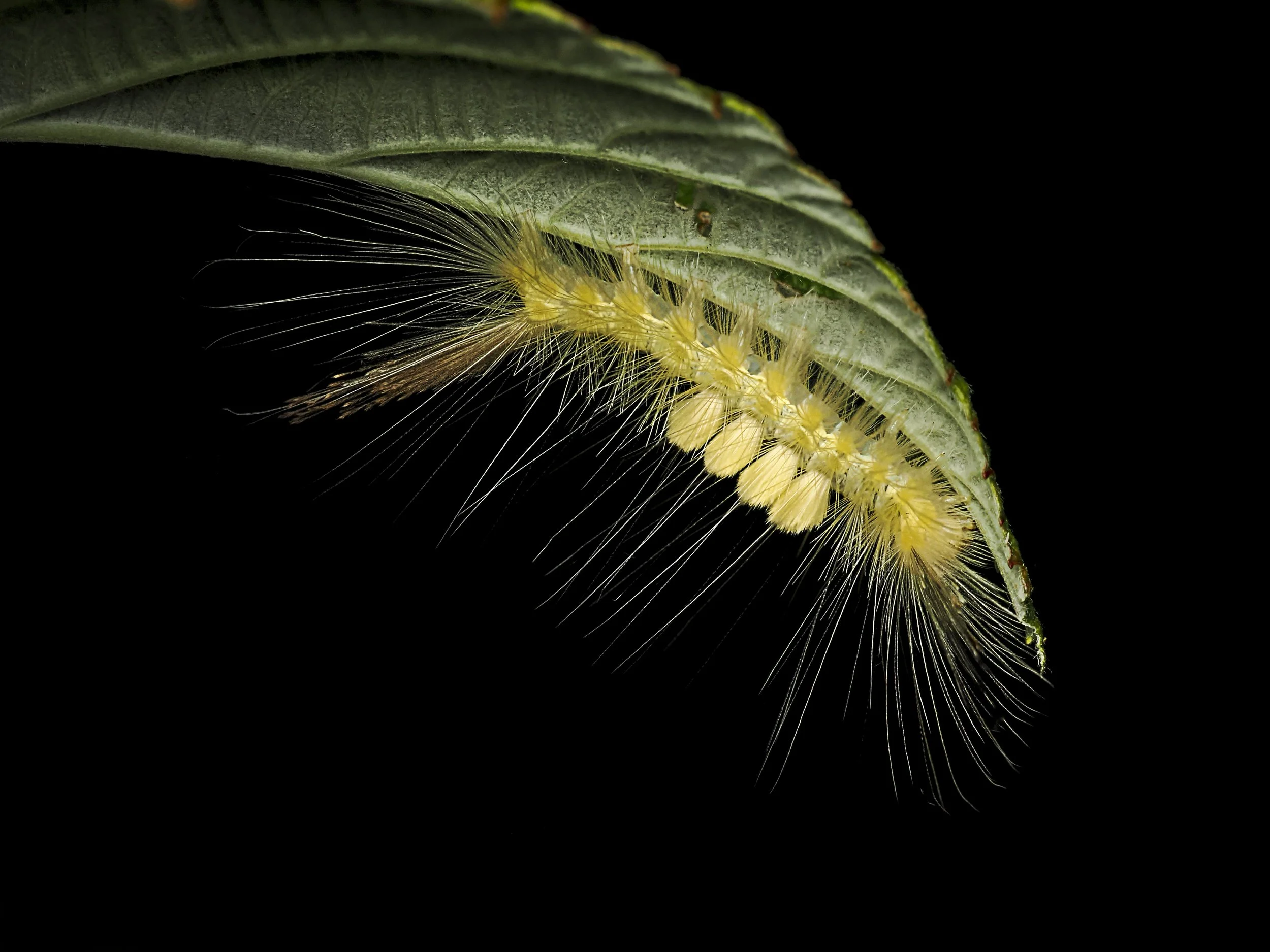 Lisa Cuchara L1769440.JPG