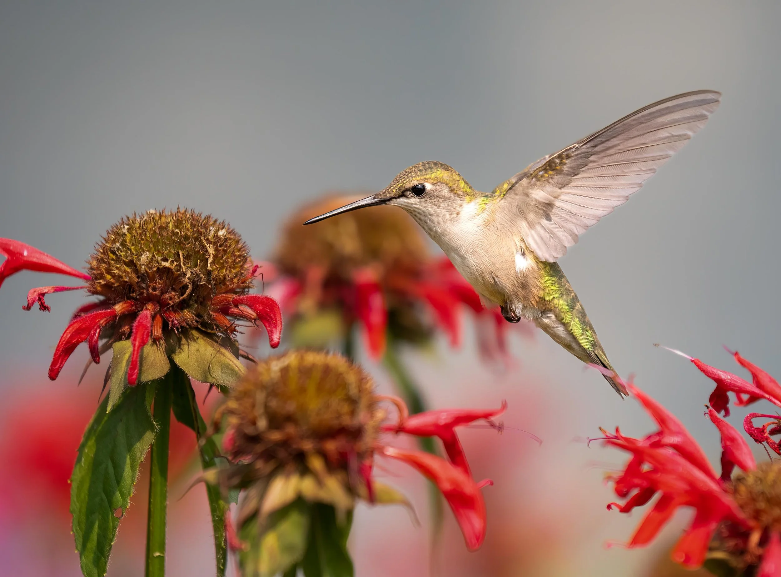 hummingbird in flight.jpg