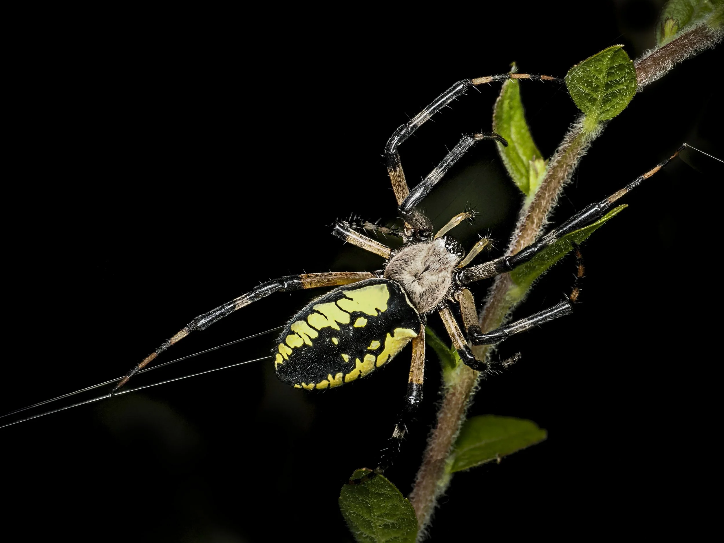 Lisa Cuchara L1760923.JPG