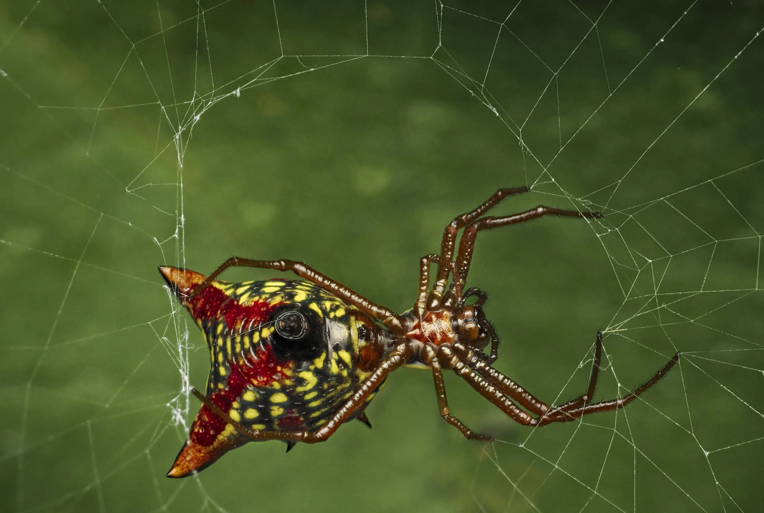 Lisa Cuchara L1768211.JPG