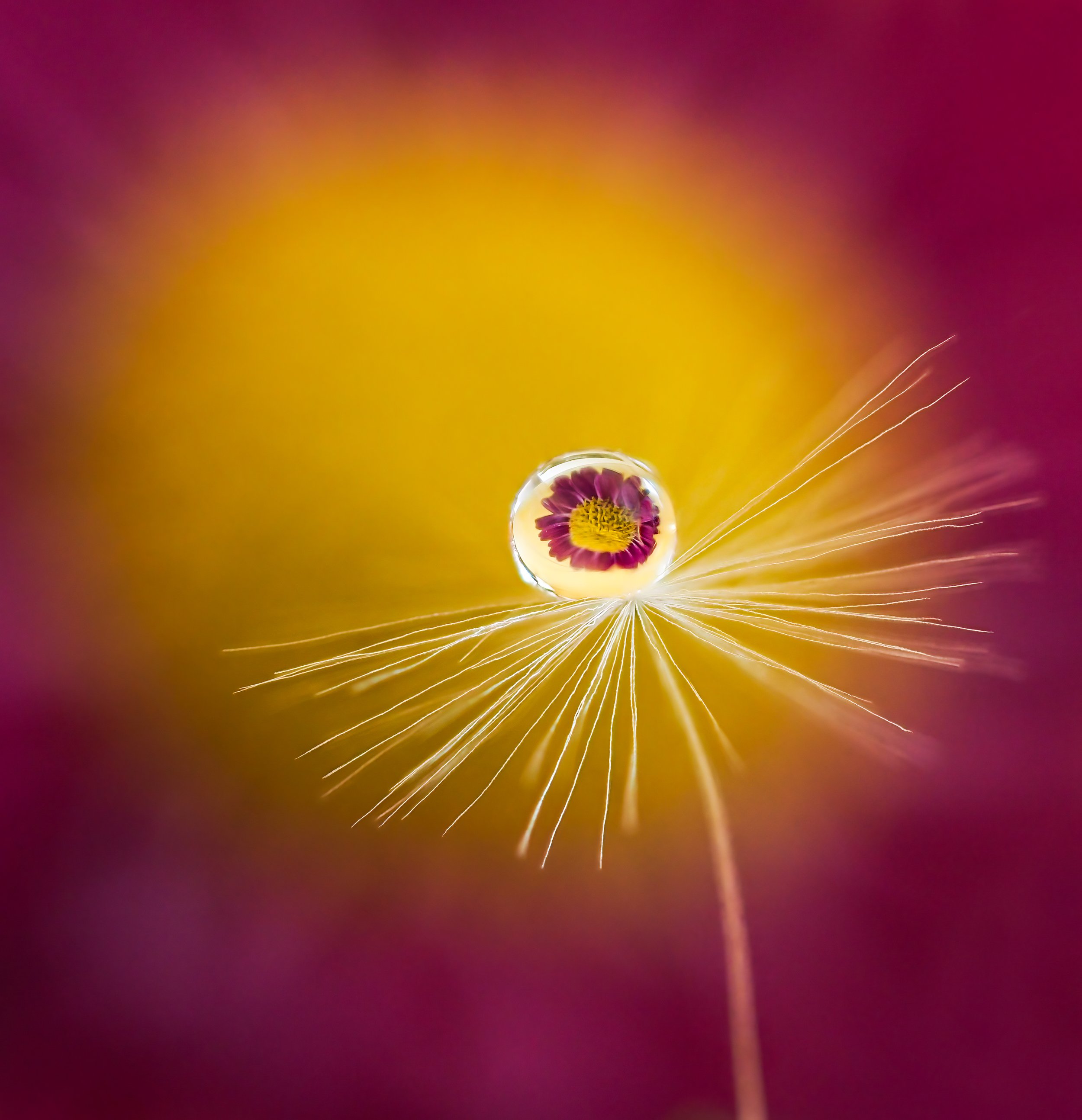 Not a flower.jpg
