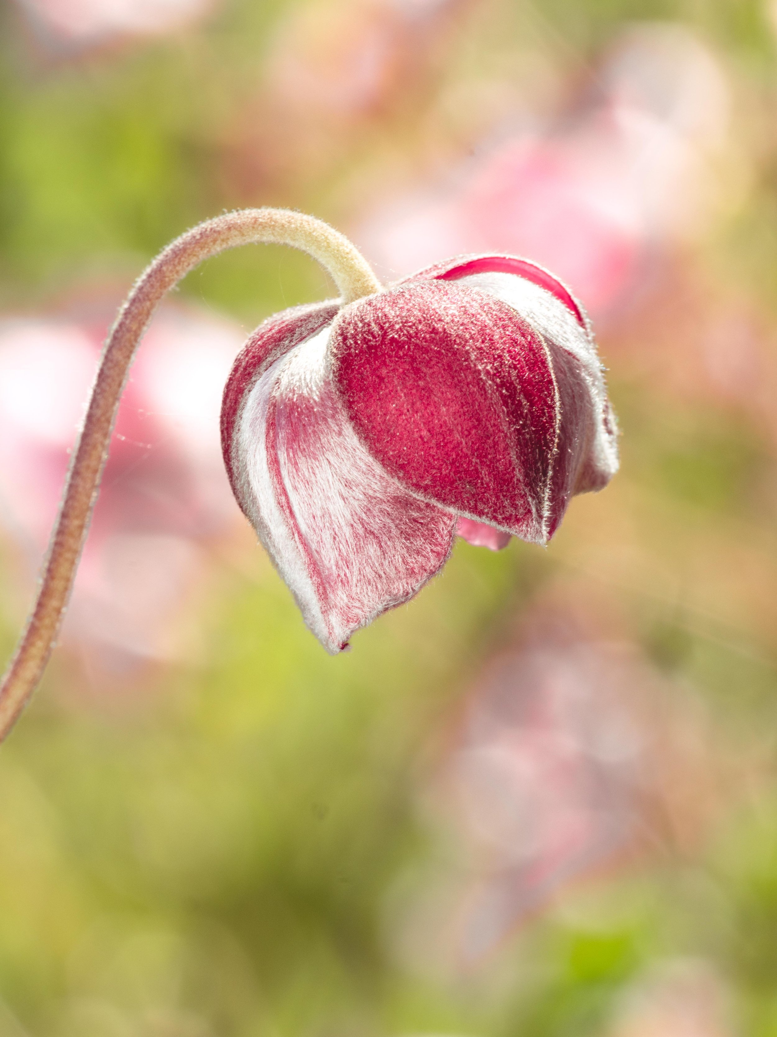 flower.jpg