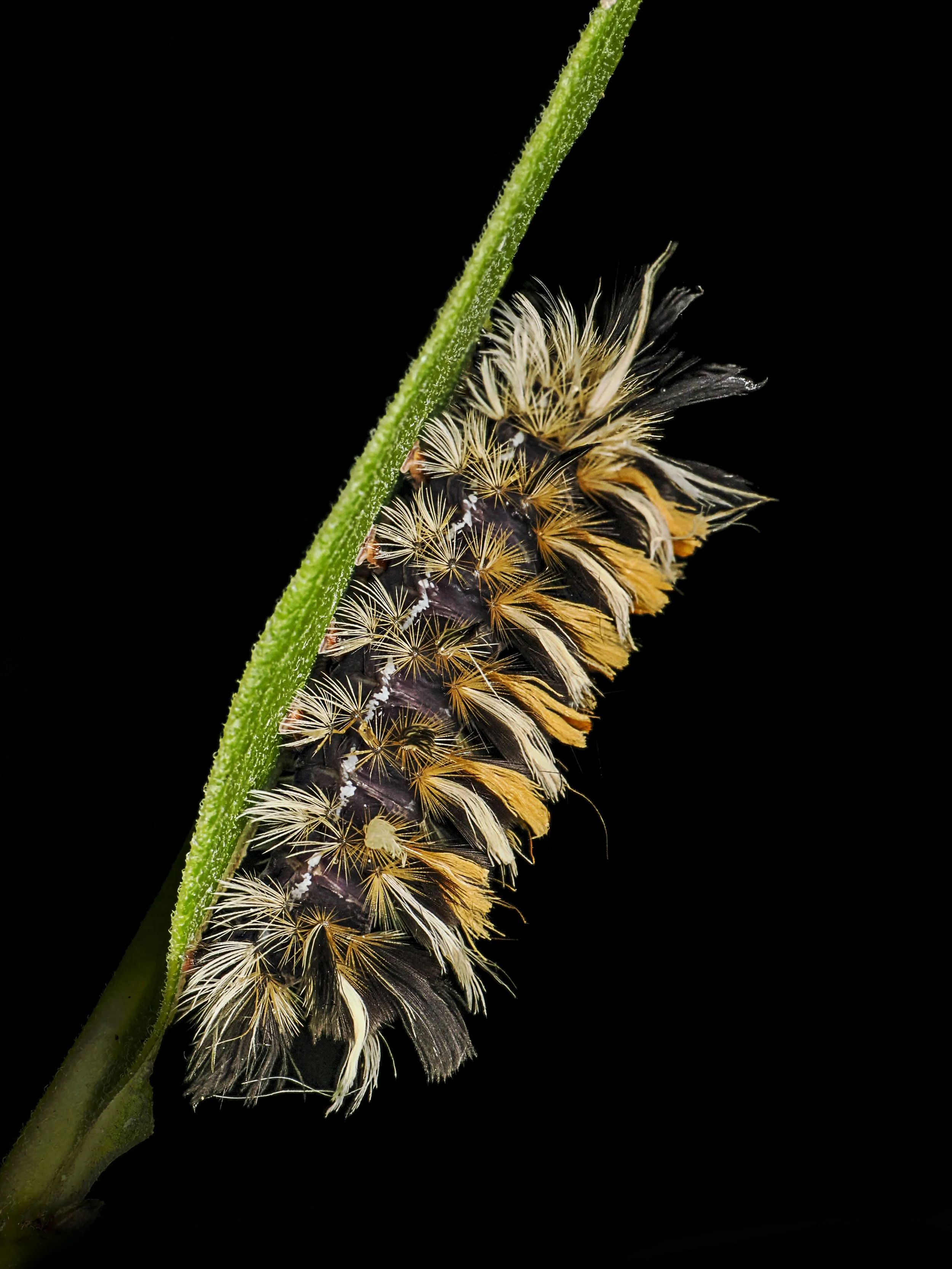 Lisa Cuchara L1761121.JPG