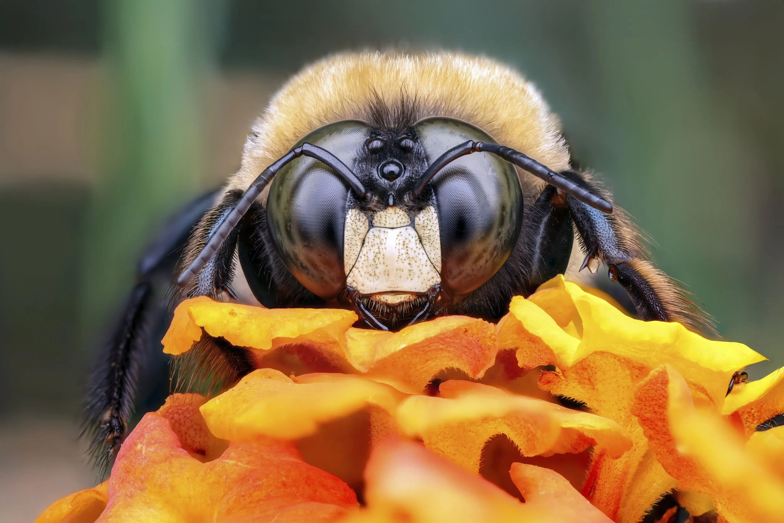 mcginnis-carpenterbee30x20.jpg