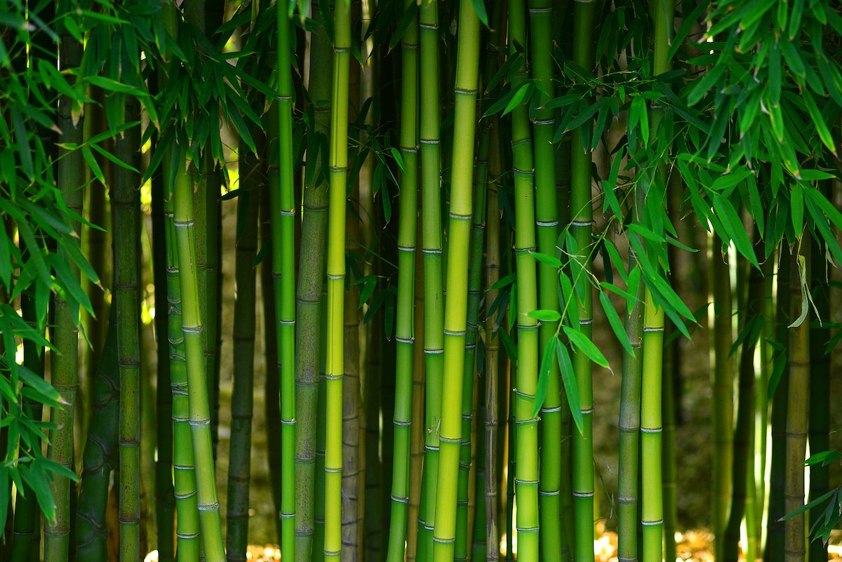 bamboo extract.jpg