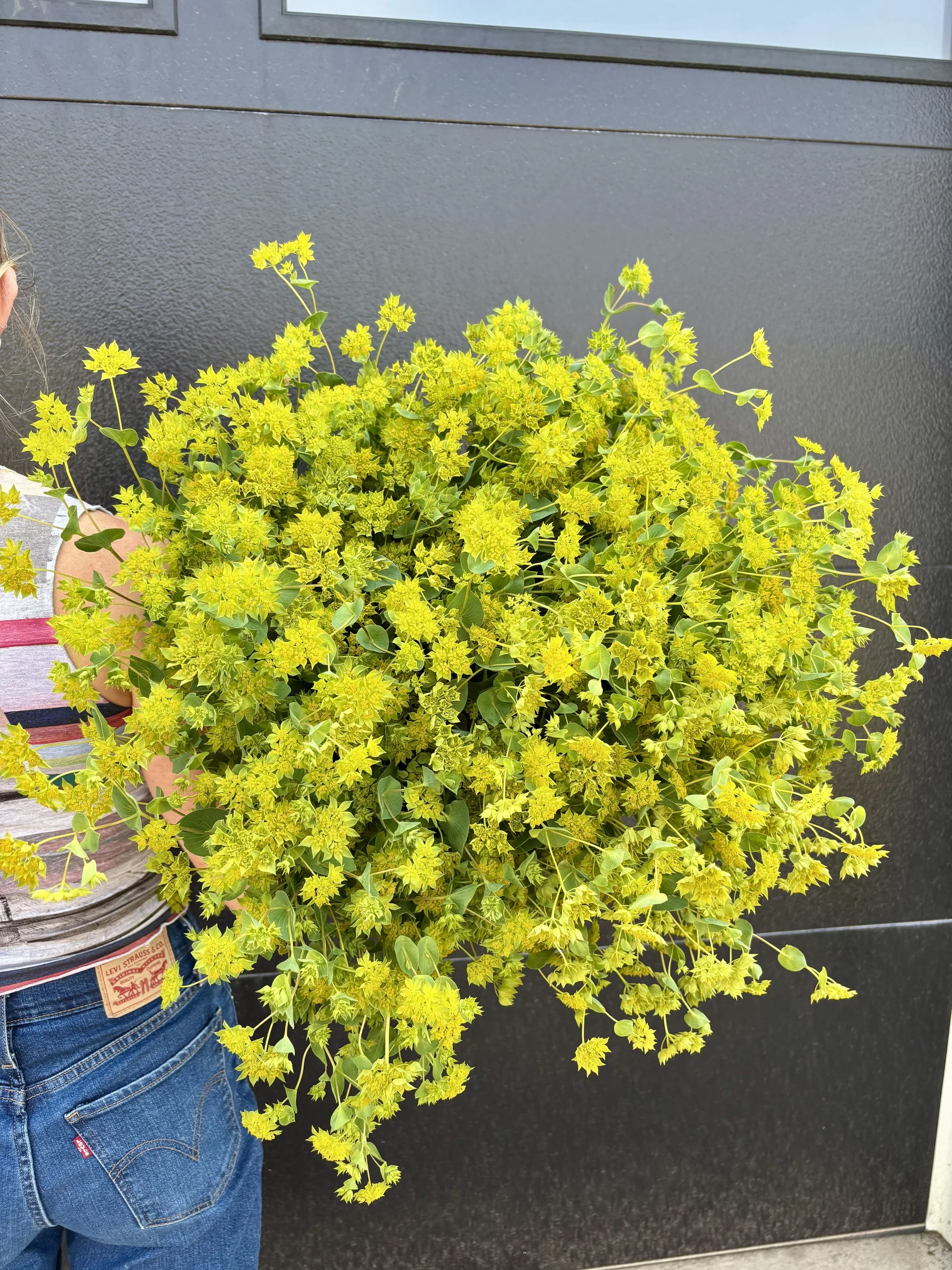 Bupleurum