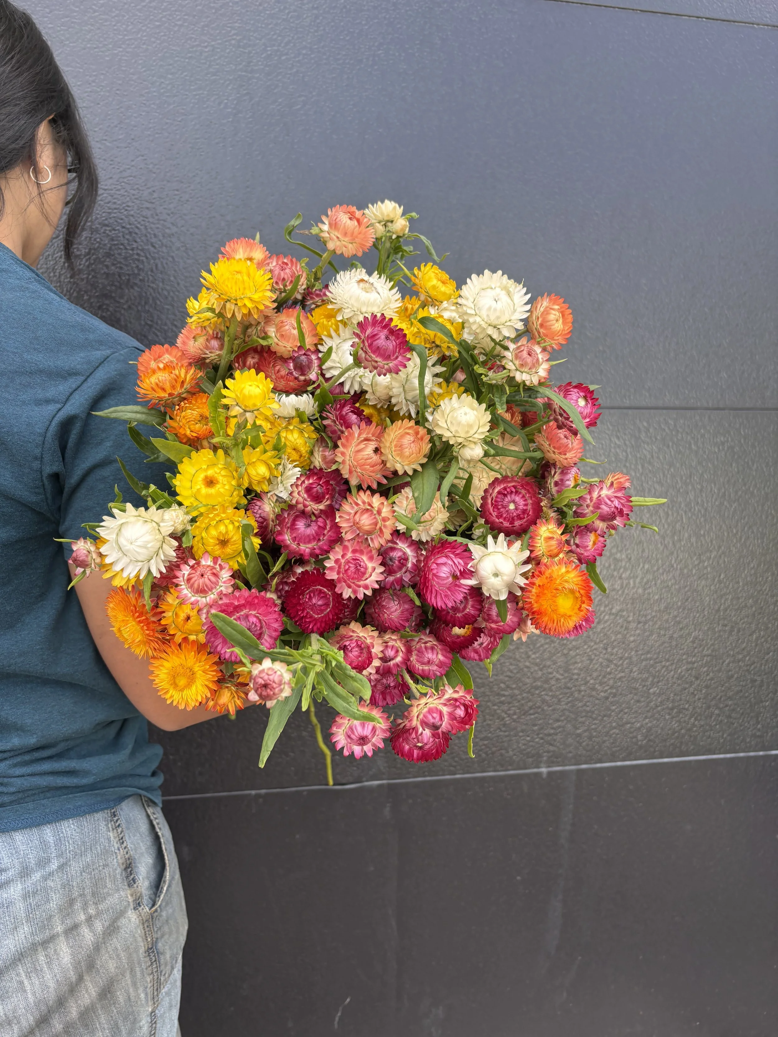 Strawflower