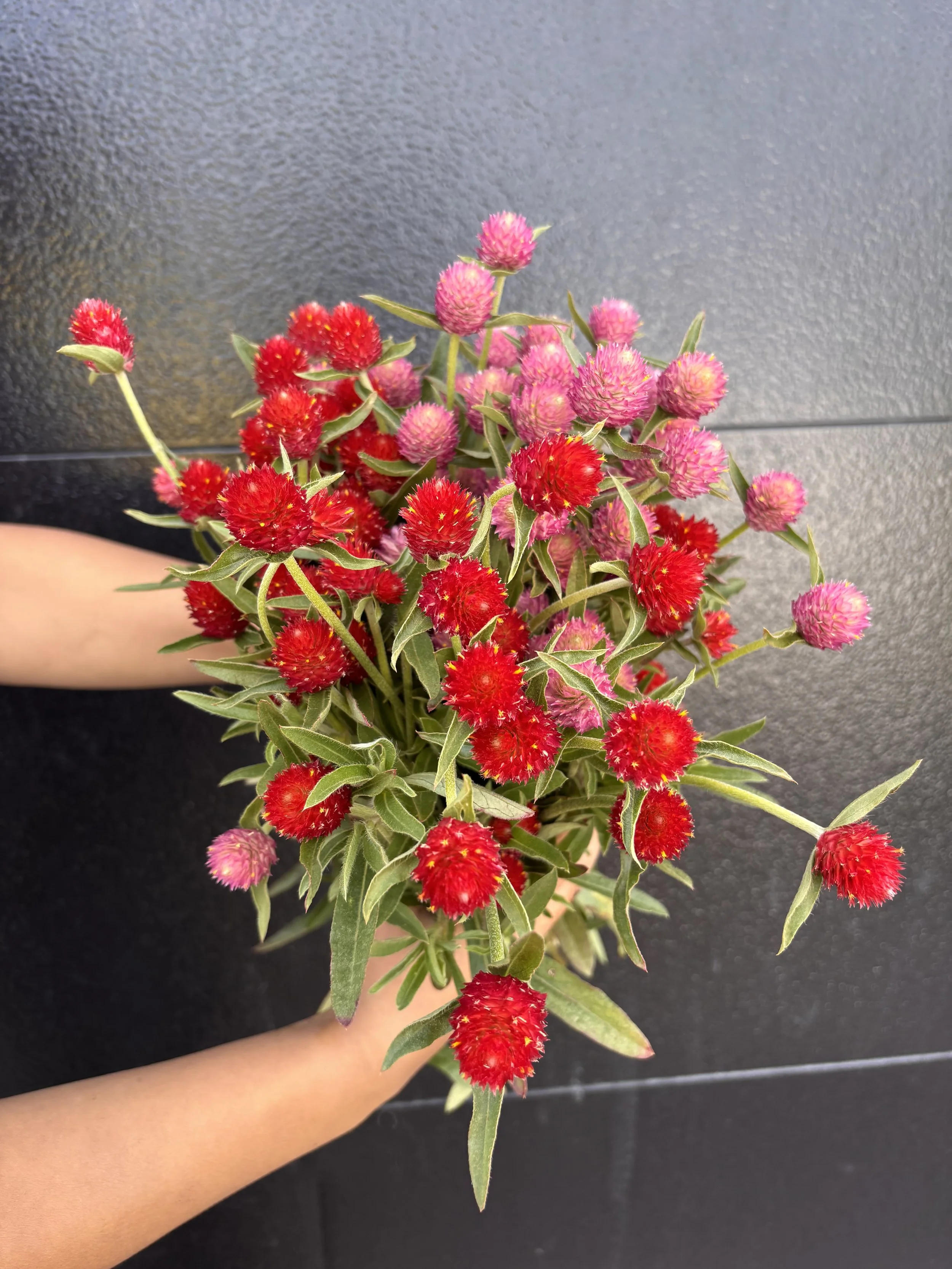 Gomphrena