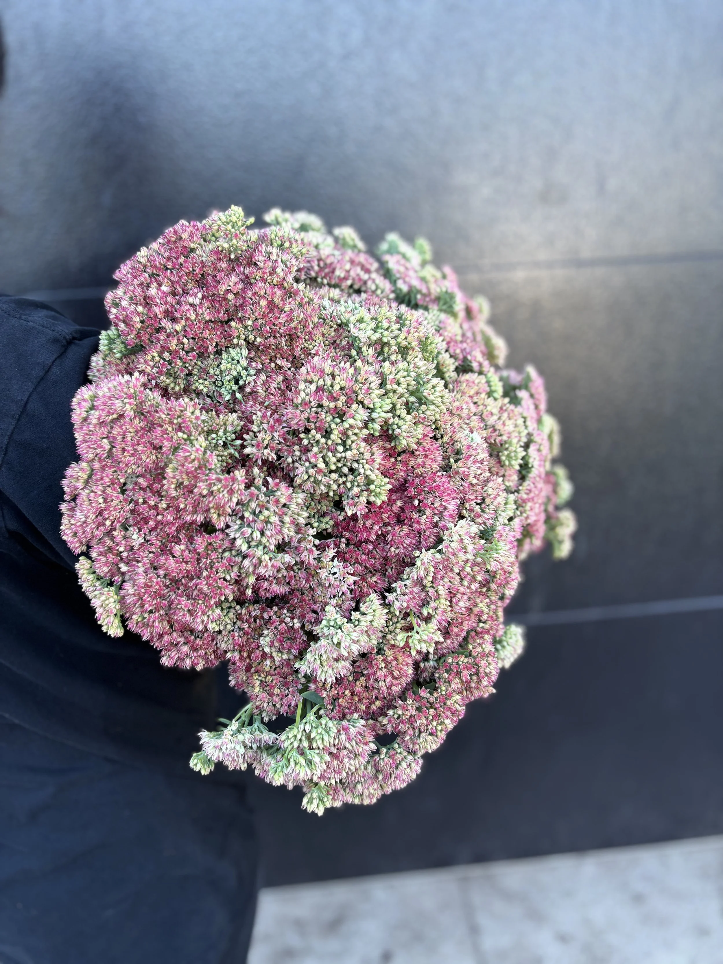 Sedum