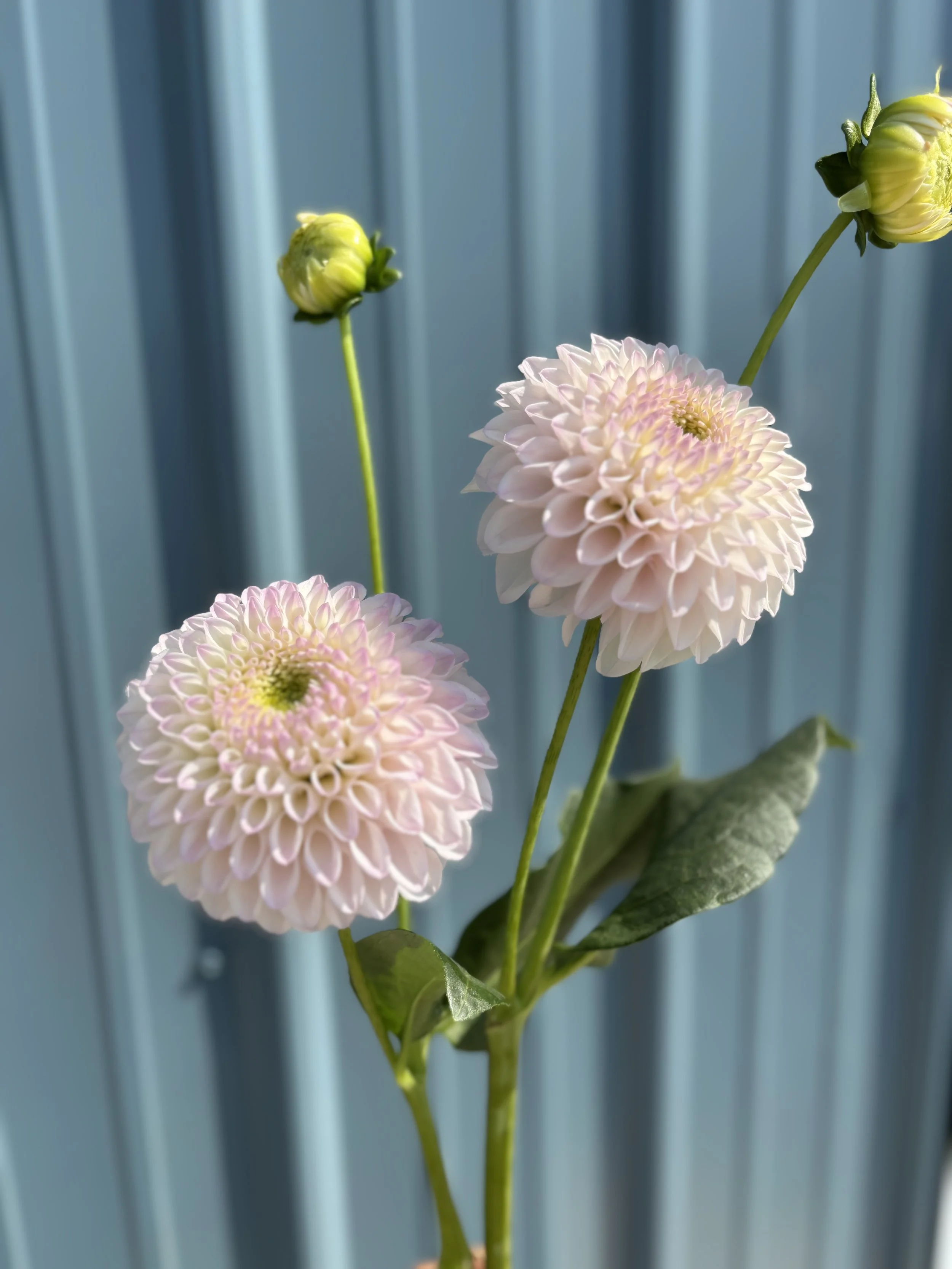 Pink Pearl