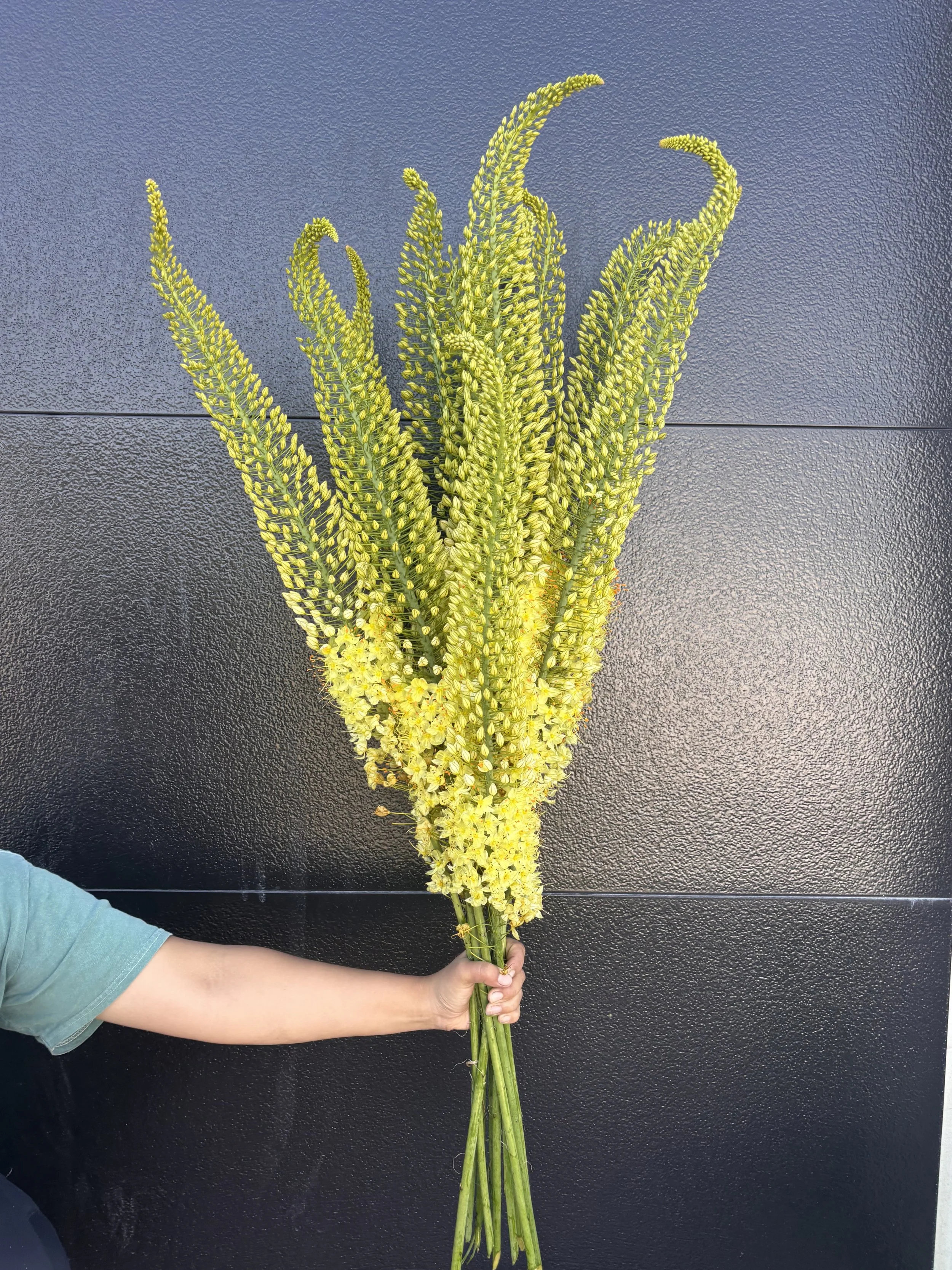 Eremurus, Foxtail Lily