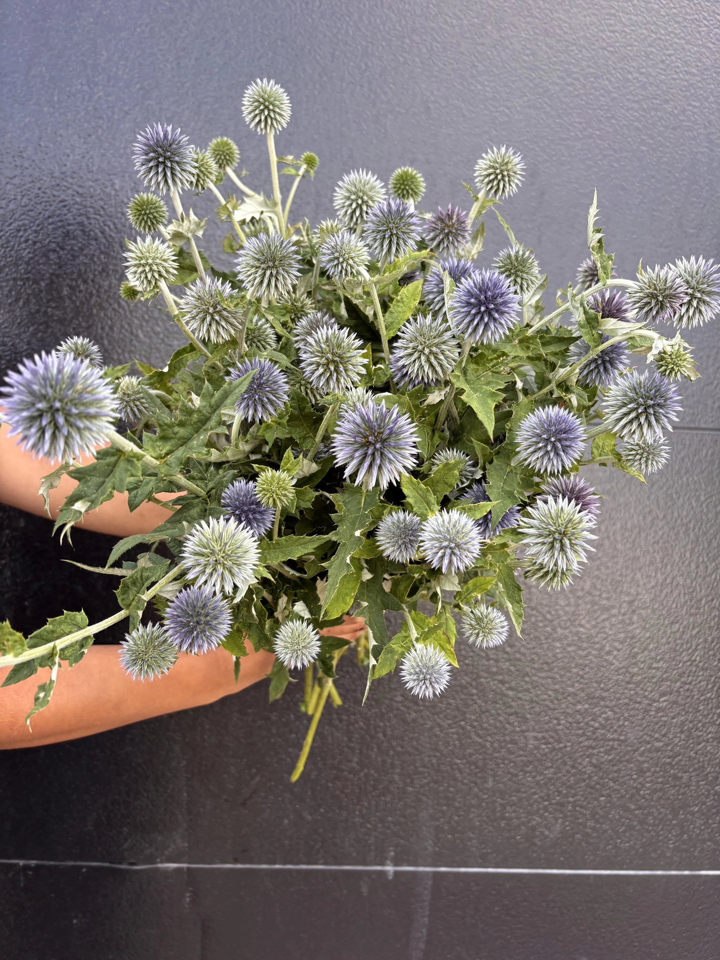 Globe Thistle