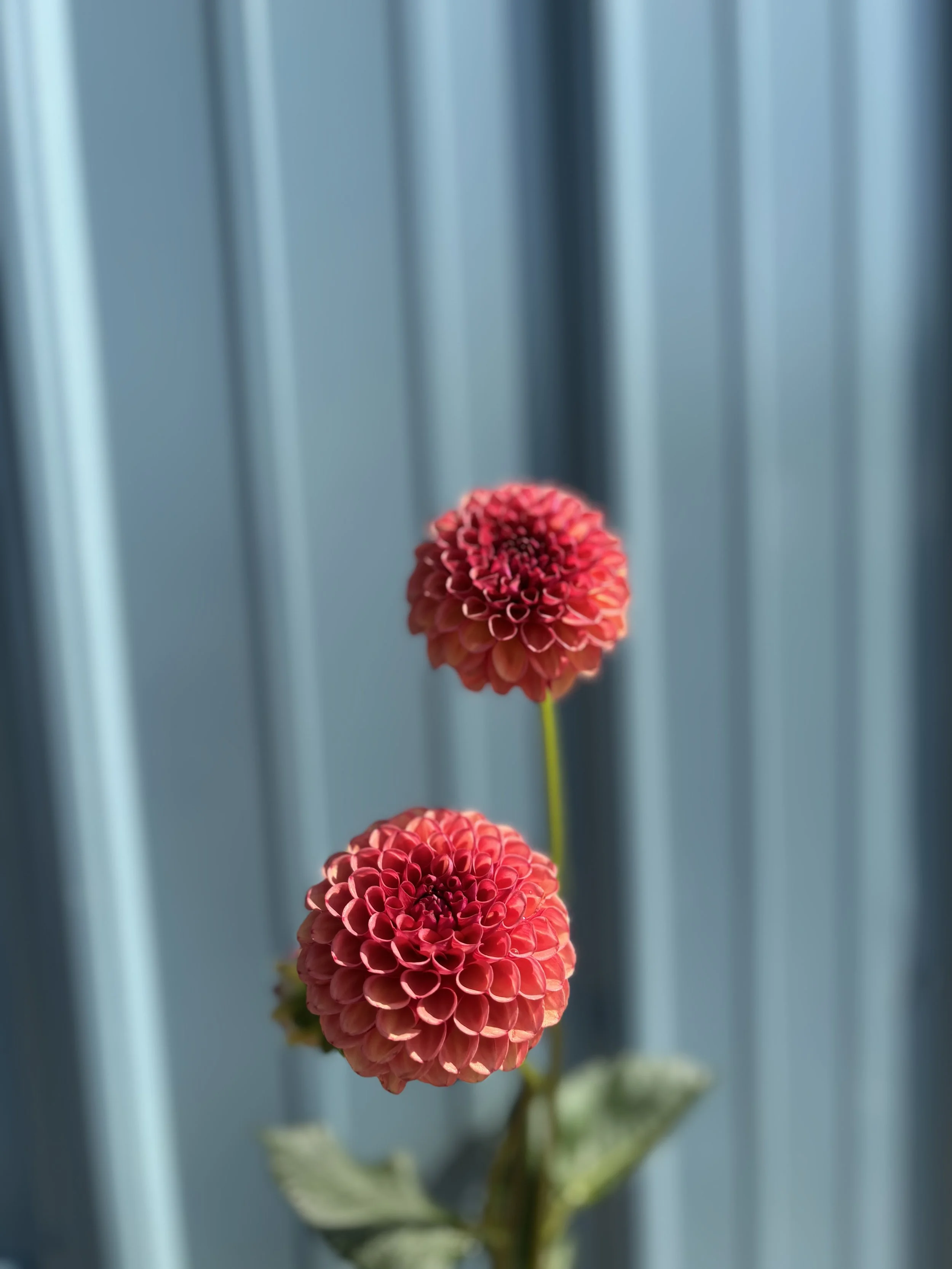 Valley Rust Bucket