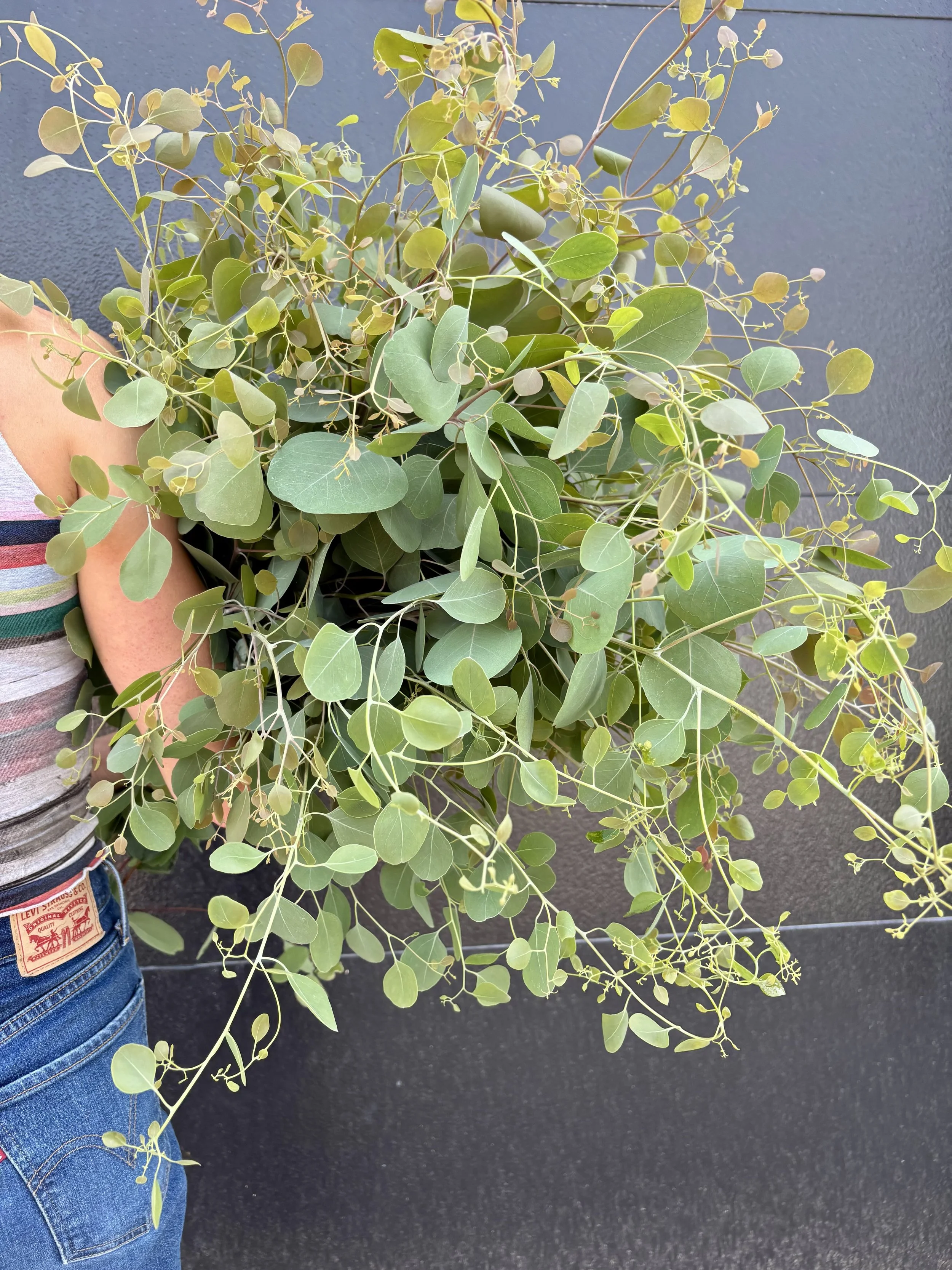 Polyanthemos Eucalyptus