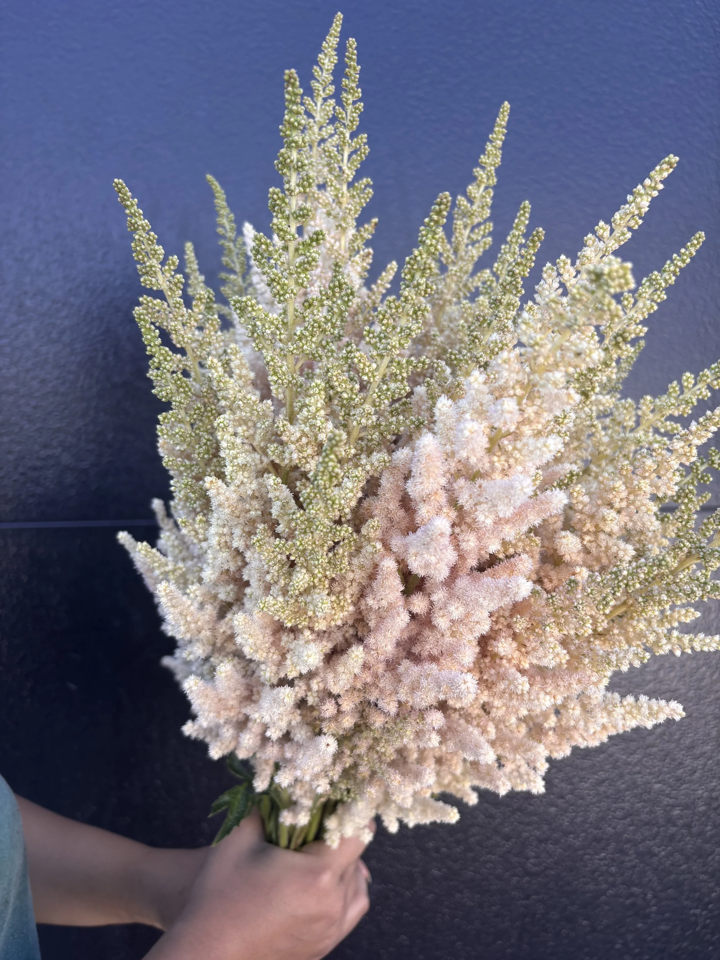 Astilbe