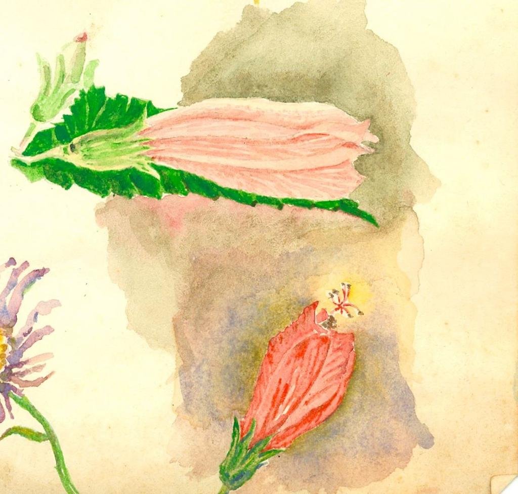 leg·a·cy| hibiscus | roy berridge | circa 1976