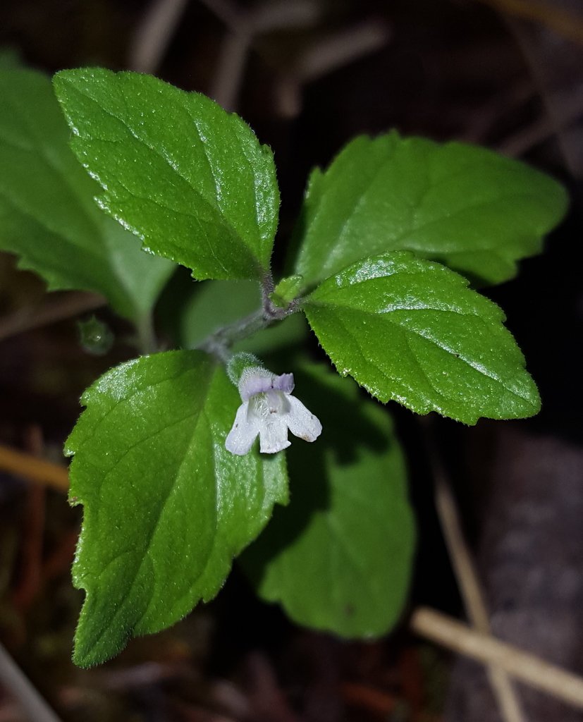 Close-up of a small green plant with serrated leaves and a tiny white flower.