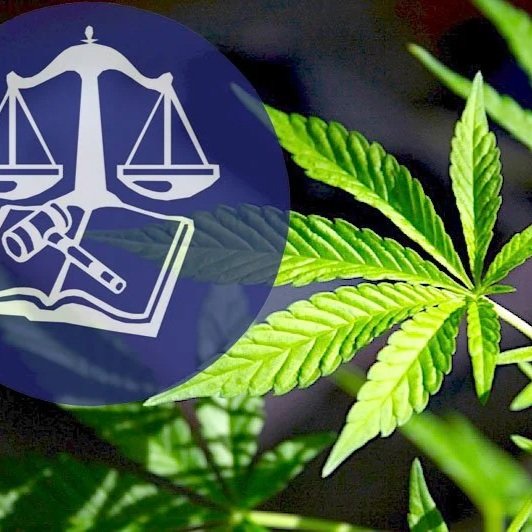 Close-up of a cannabis plant leaf with a legal scales symbol overlay.