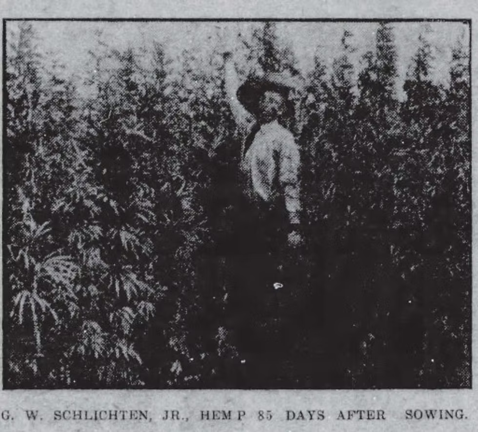 A man standing in a hemp field, wearing a hat and looking to the side. The image is black and white. Caption reads: "G. W. SCHLICHTEN, JR., HEMP 85 DAYS AFTER SOWING."