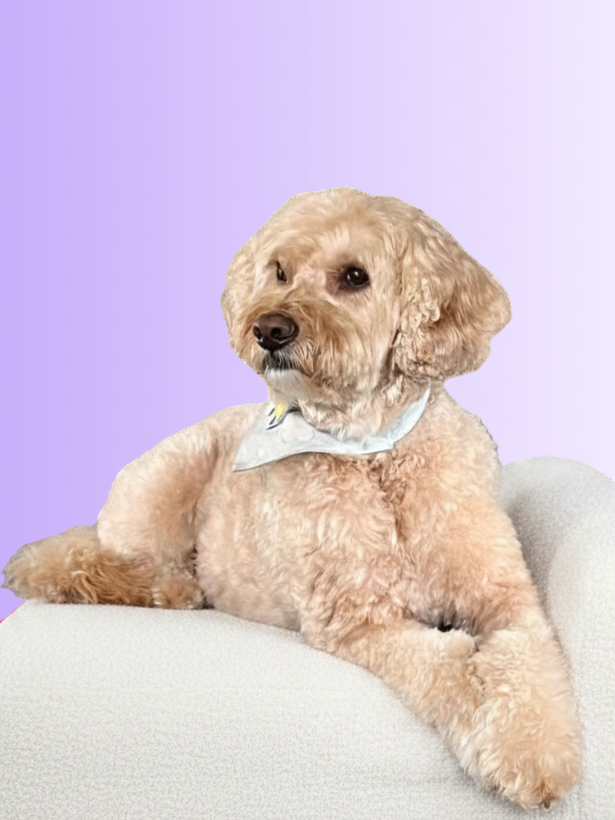 A tan, curly-haired dog with floppy ears and a white bandana lying on a light-colored surface against a purple background.