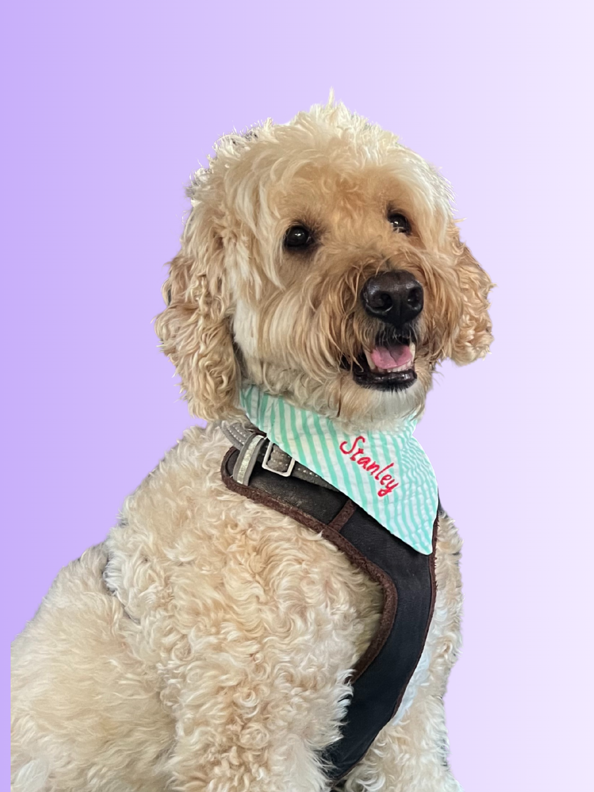 an image of a smiling mini goldendoodle