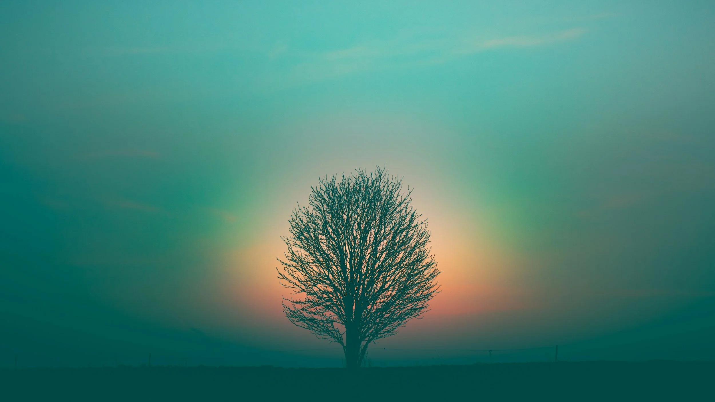 Silhouette of a tree in front of a vivid sky