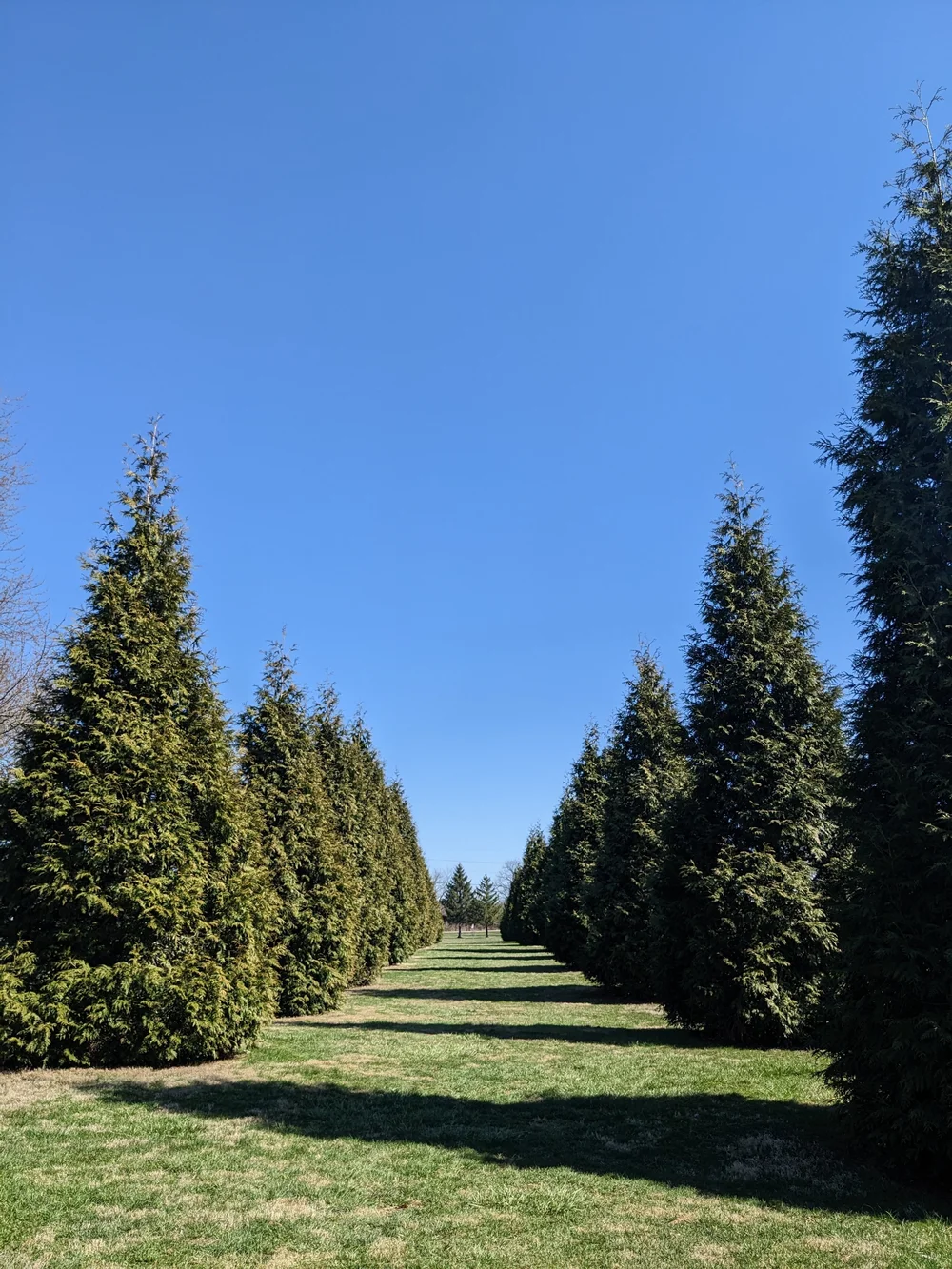 warren+county+armco+park+trees.jpg