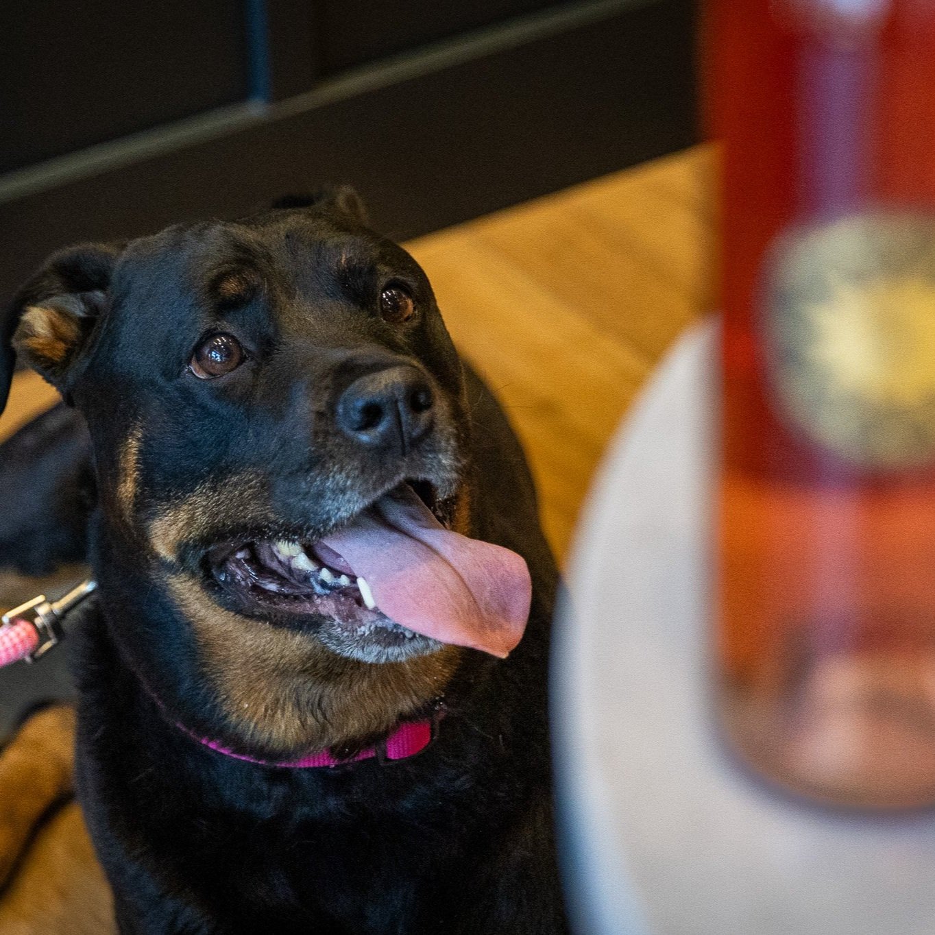Wags & Wines at Watermill