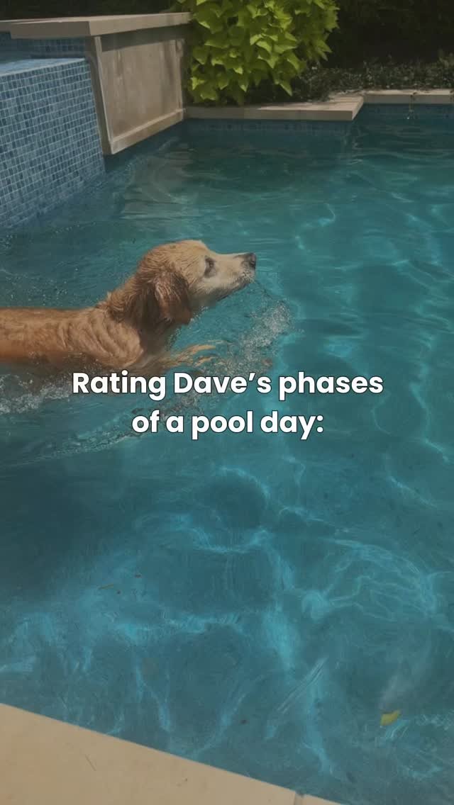 The vet said that Dave is fat and could stand to lose a couple of pounds. Honestly I think we deserve more credit for him not being morbidly obese considering how food motivated he is but it looks like we’ll be bothering all of our friends with
