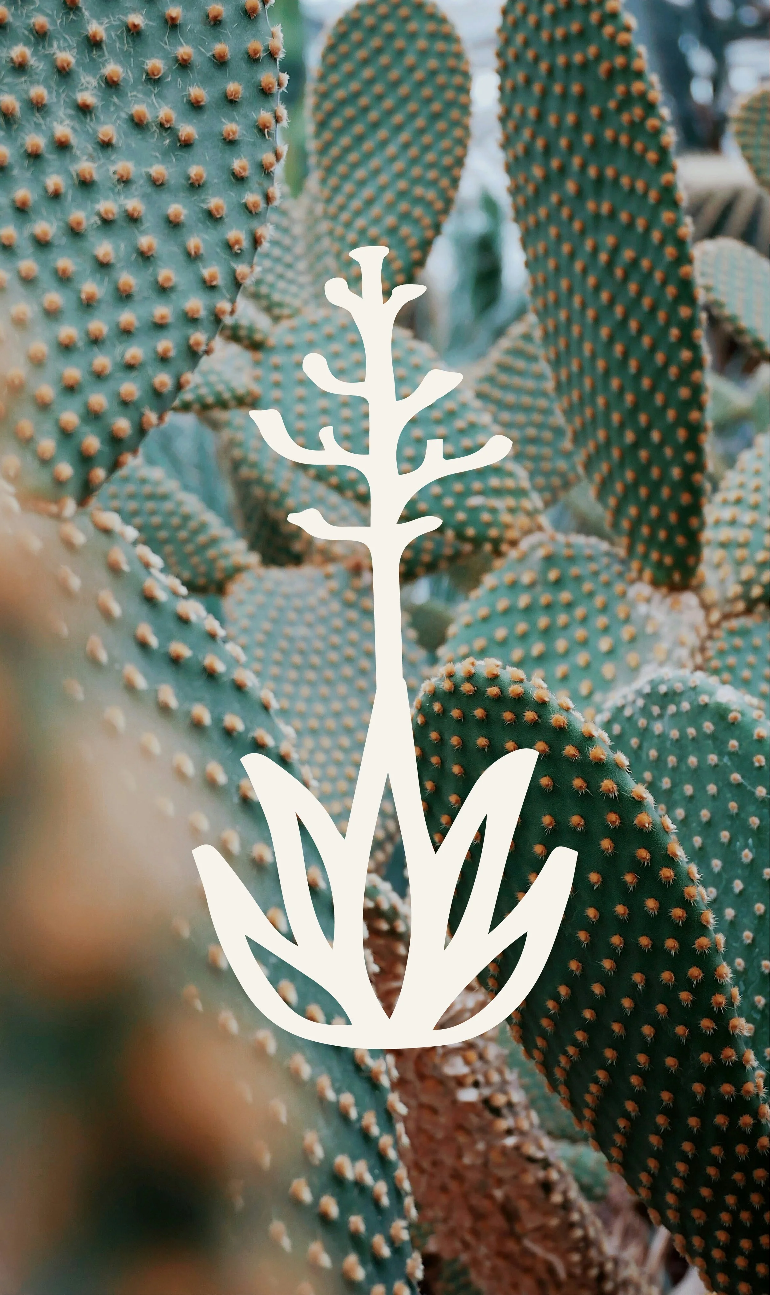 meoss agave death bloom logo