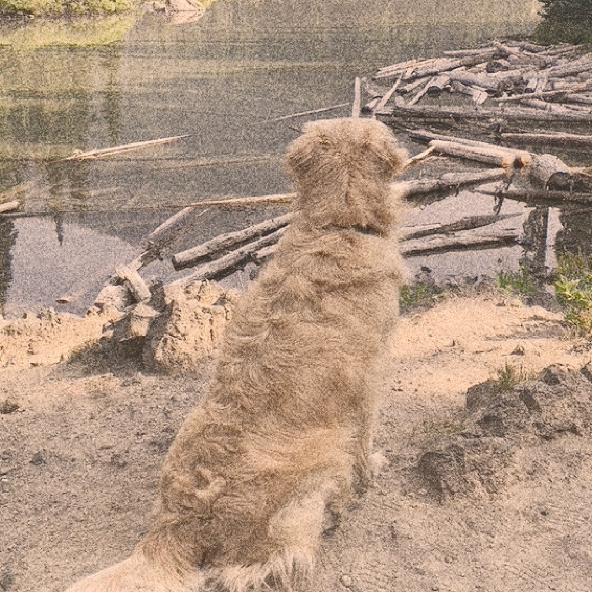 golden retriever dave