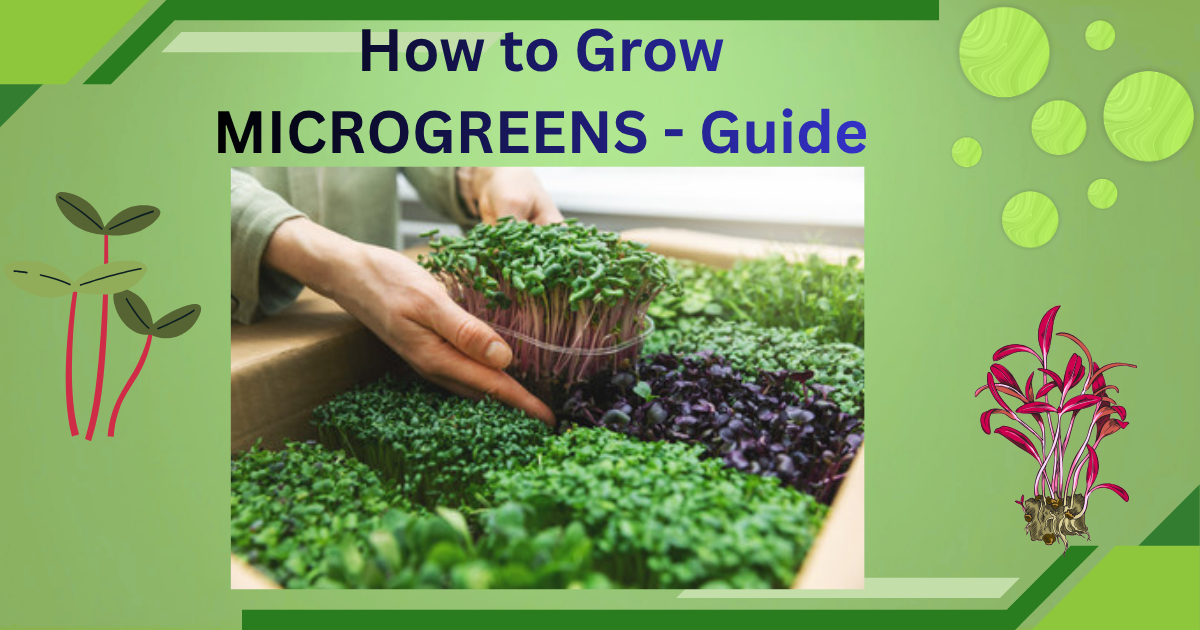 How to grow microgreens picture.png