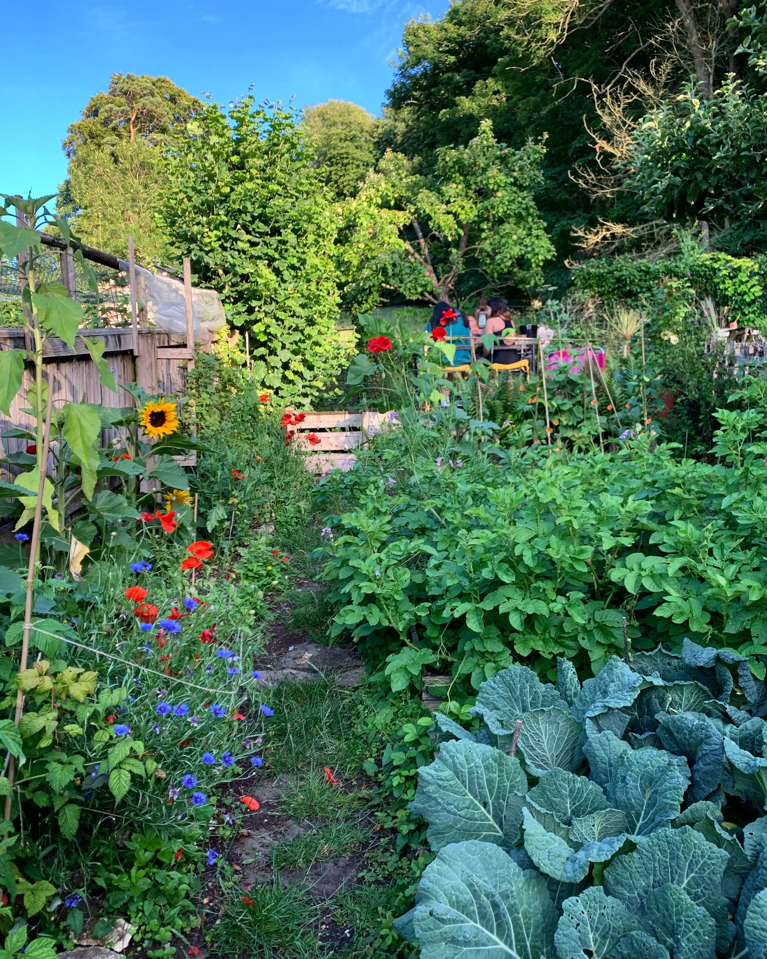 Top of the garden - three raised beds plus raspberries, 2 apple trees, a gooseberry bush, smoke tree and hazelnut!