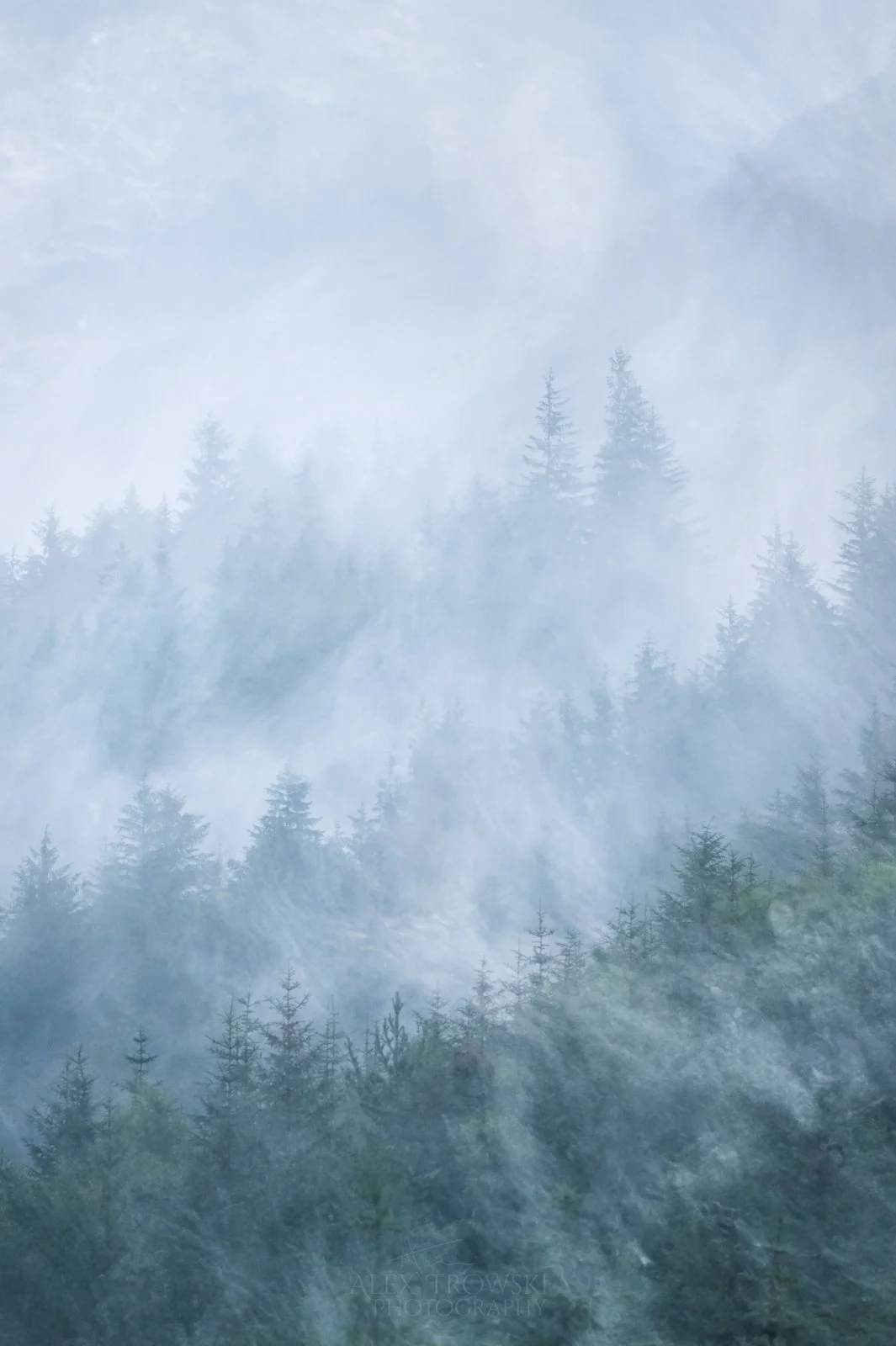 Alex Trowski Photography Copyright 2025 Scotland Trees.jpg