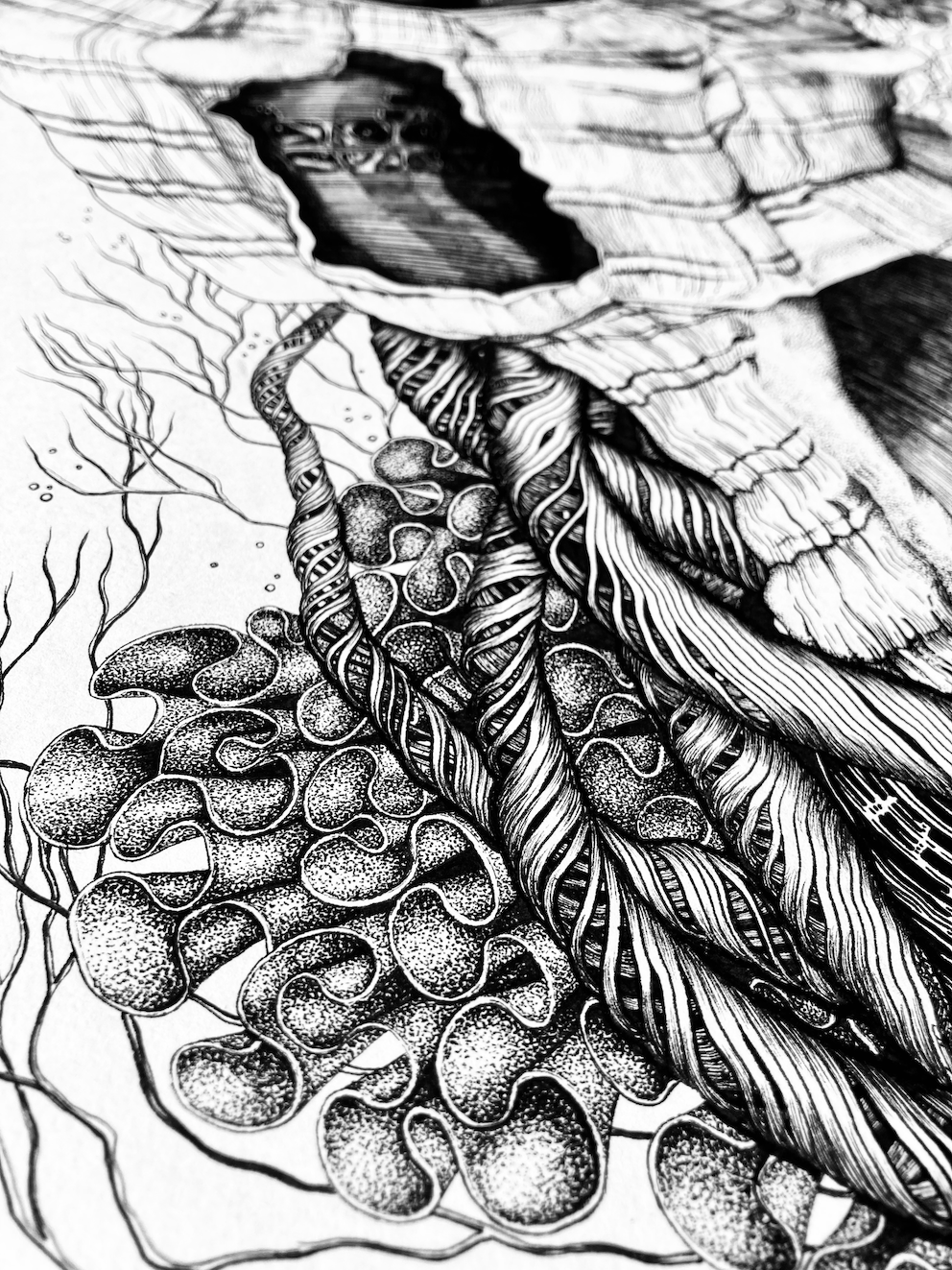 Womb in a shell_Details1_LF.png