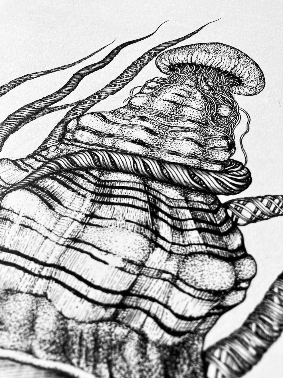 Womb in a shell_Details3_LF.png