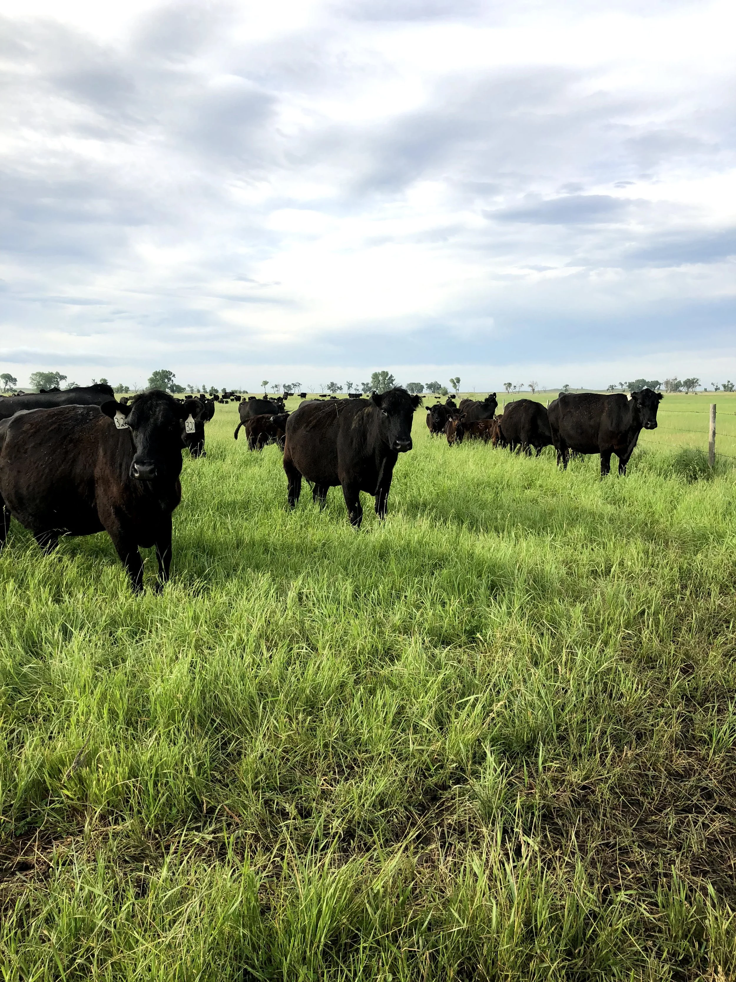 BLOOMFIELD VETERINARY CLINIC