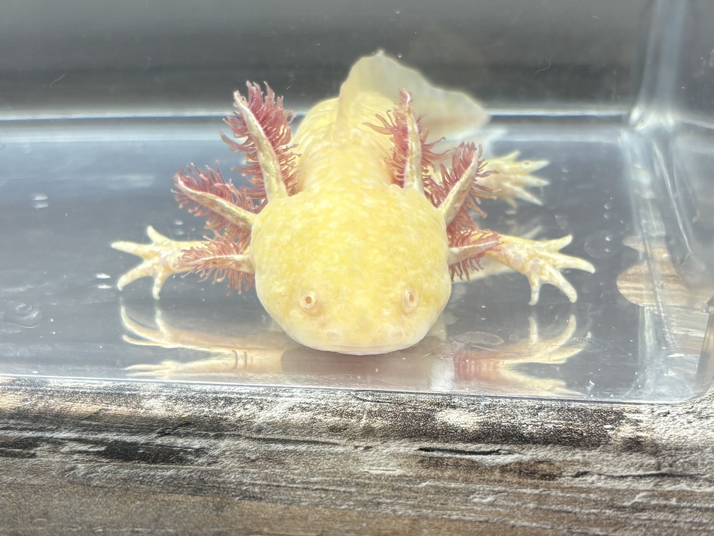 "Honey" Golden sub adult proable female