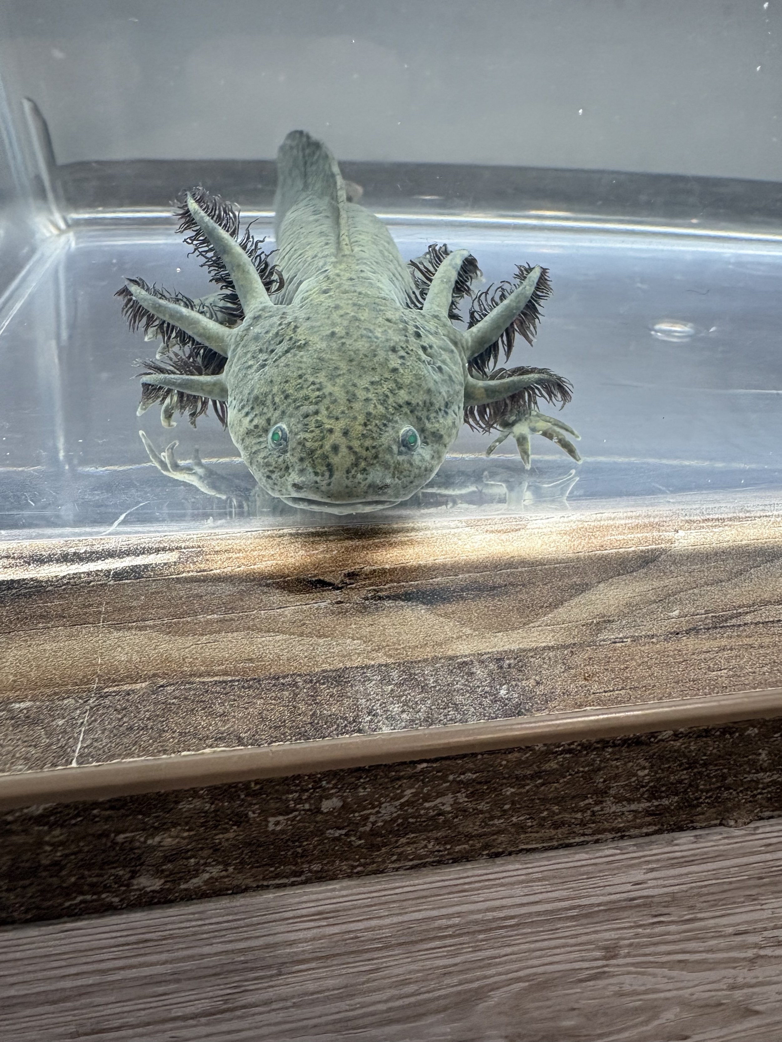 "Green Bean Matcha" 9+ inch GFP wild